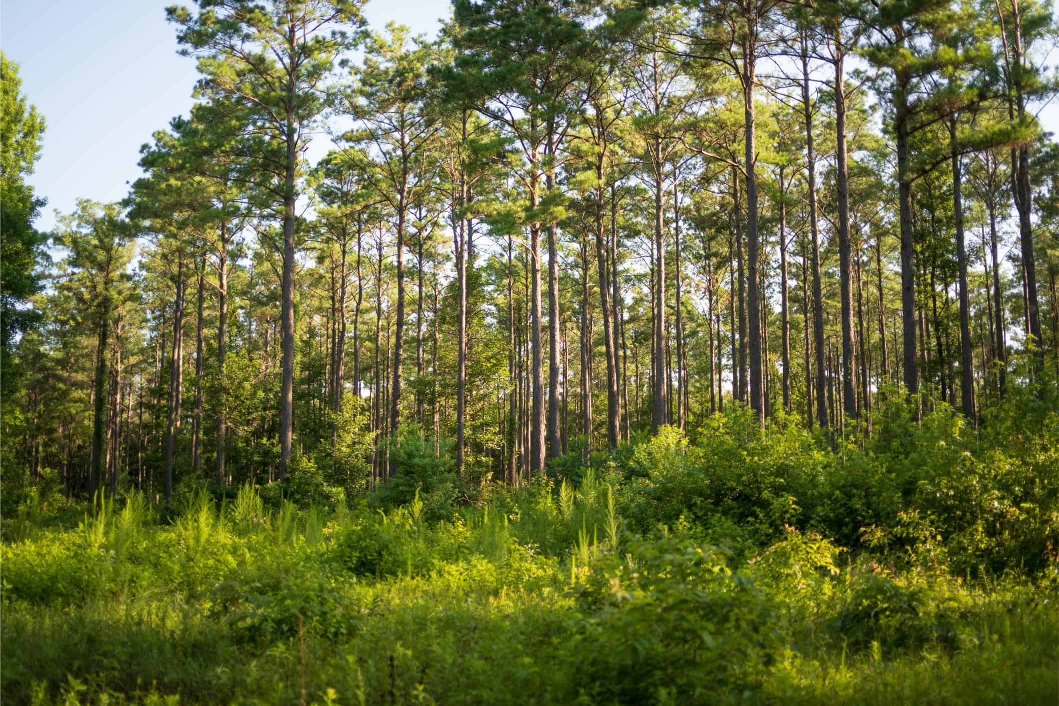 Jelks Bayou 360 – Timber and Hunting Investment Morehouse Parish
