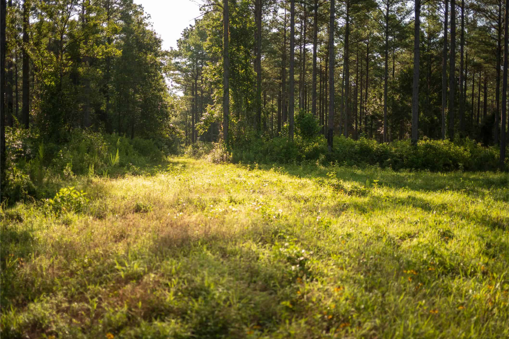 Jelks Bayou 360 – Timber and Hunting Investment Morehouse Parish