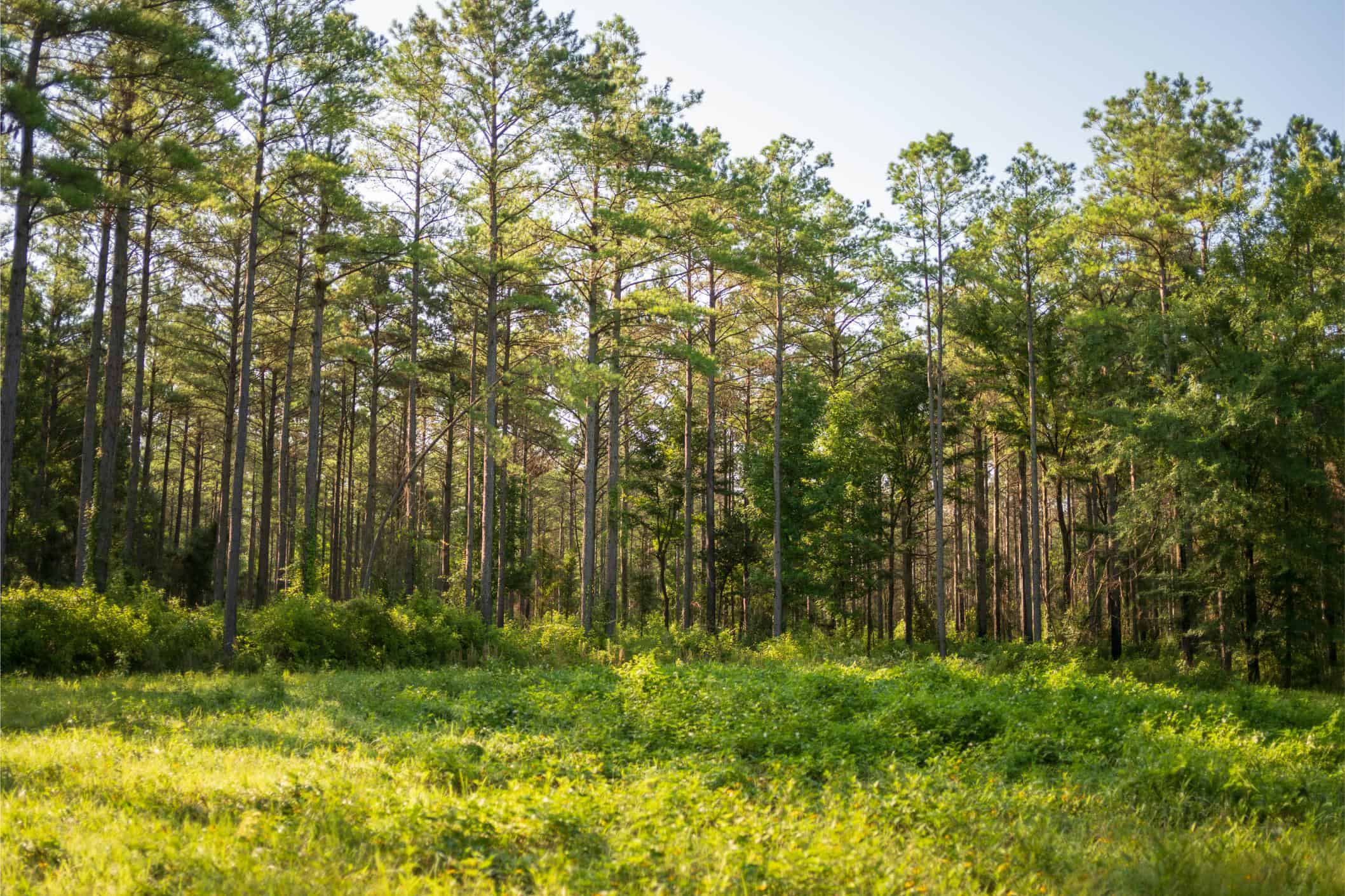 Jelks Bayou 360 – Timber and Hunting Investment Morehouse Parish