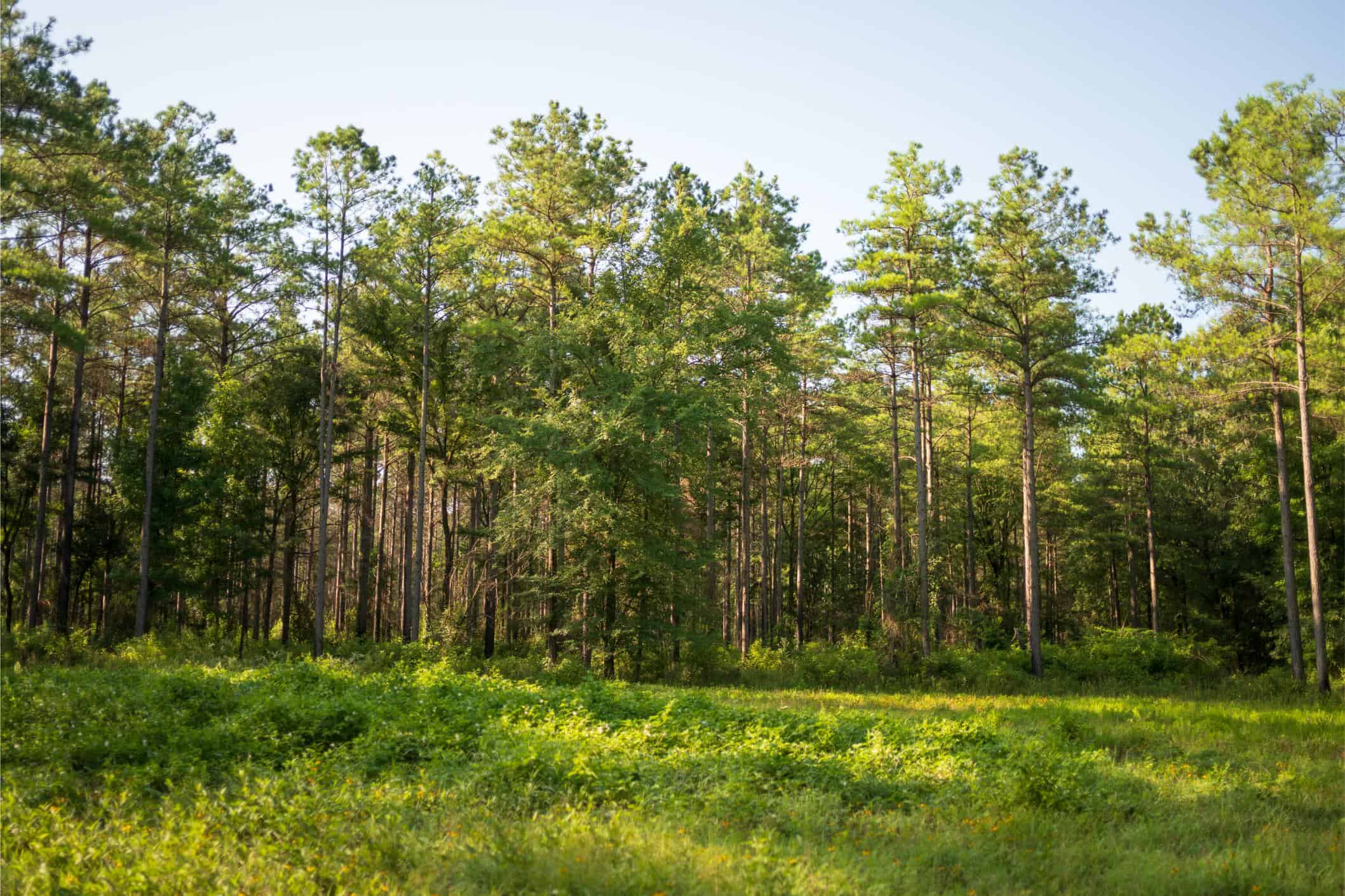 Jelks Bayou 360 – Timber and Hunting Investment Morehouse Parish