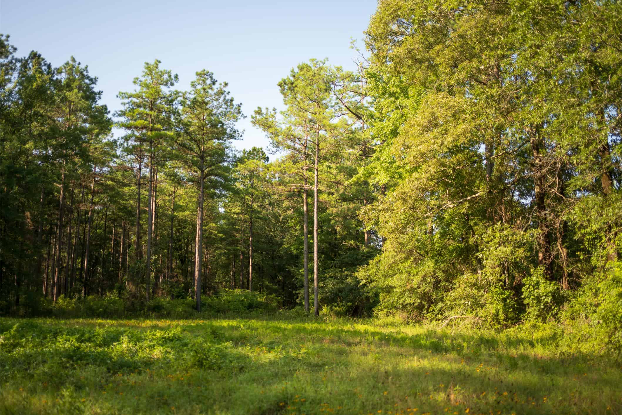 Jelks Bayou 360 – Timber and Hunting Investment Morehouse Parish