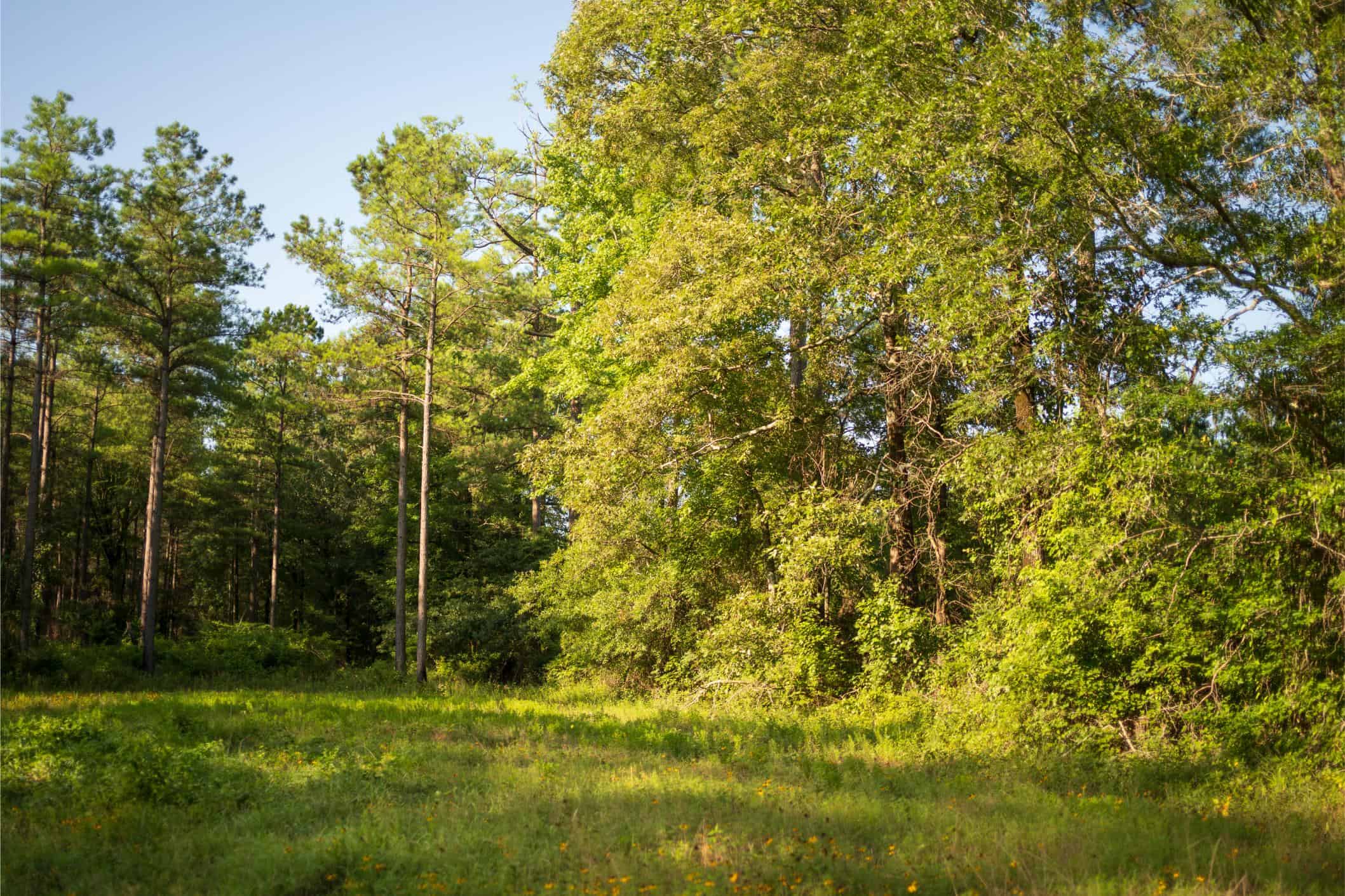 Jelks Bayou 360 – Timber and Hunting Investment Morehouse Parish