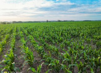 ±110-acre Lucas County farm near Woodburn IA