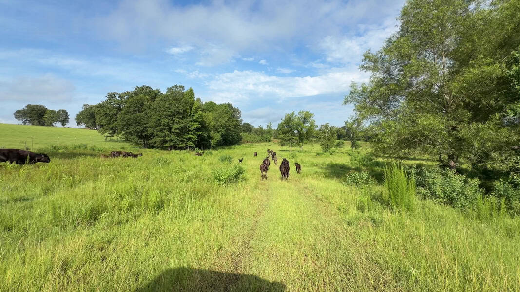 East TX Cattle Ranch & Hunting Land, Marshall Tx For Sale
