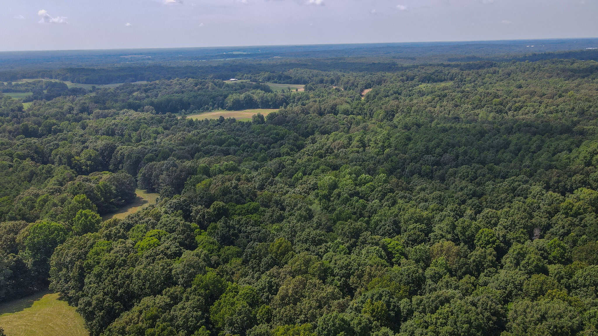 147 Acre Hunting Farm in Weakley County TN with Timber
