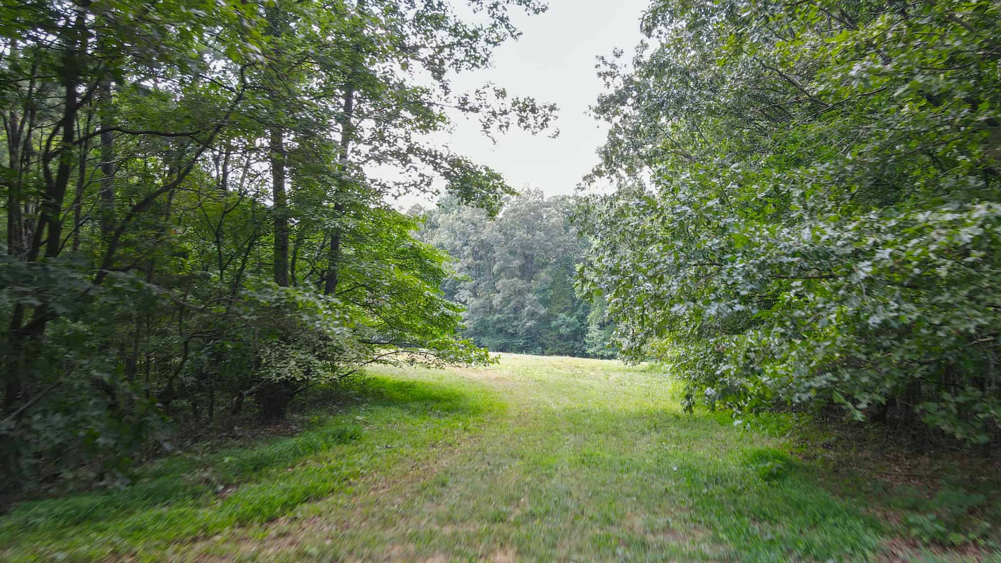 147 Acre Hunting Farm in Weakley County TN with Timber