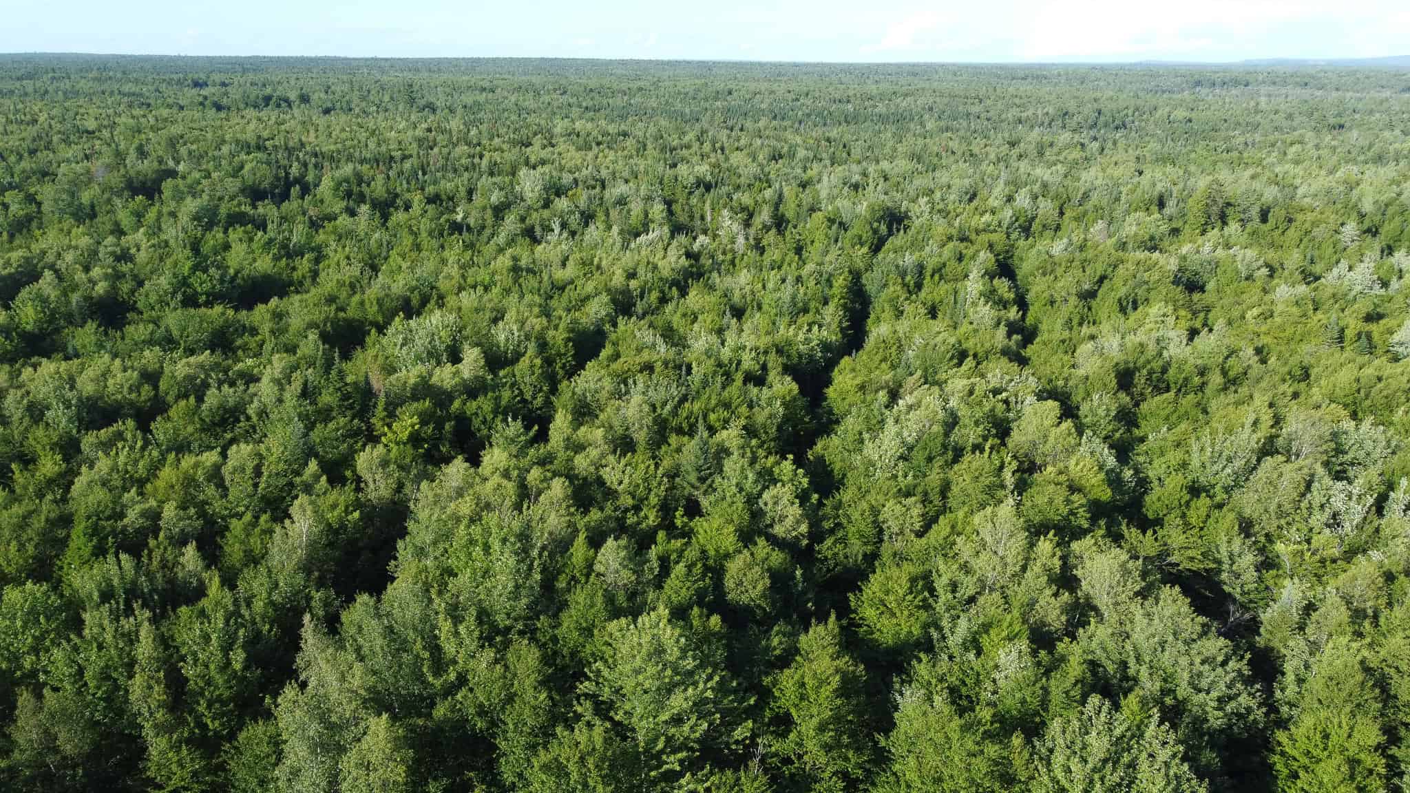 Expansive 195 Acre Parcel – Reed Plantation, Maine