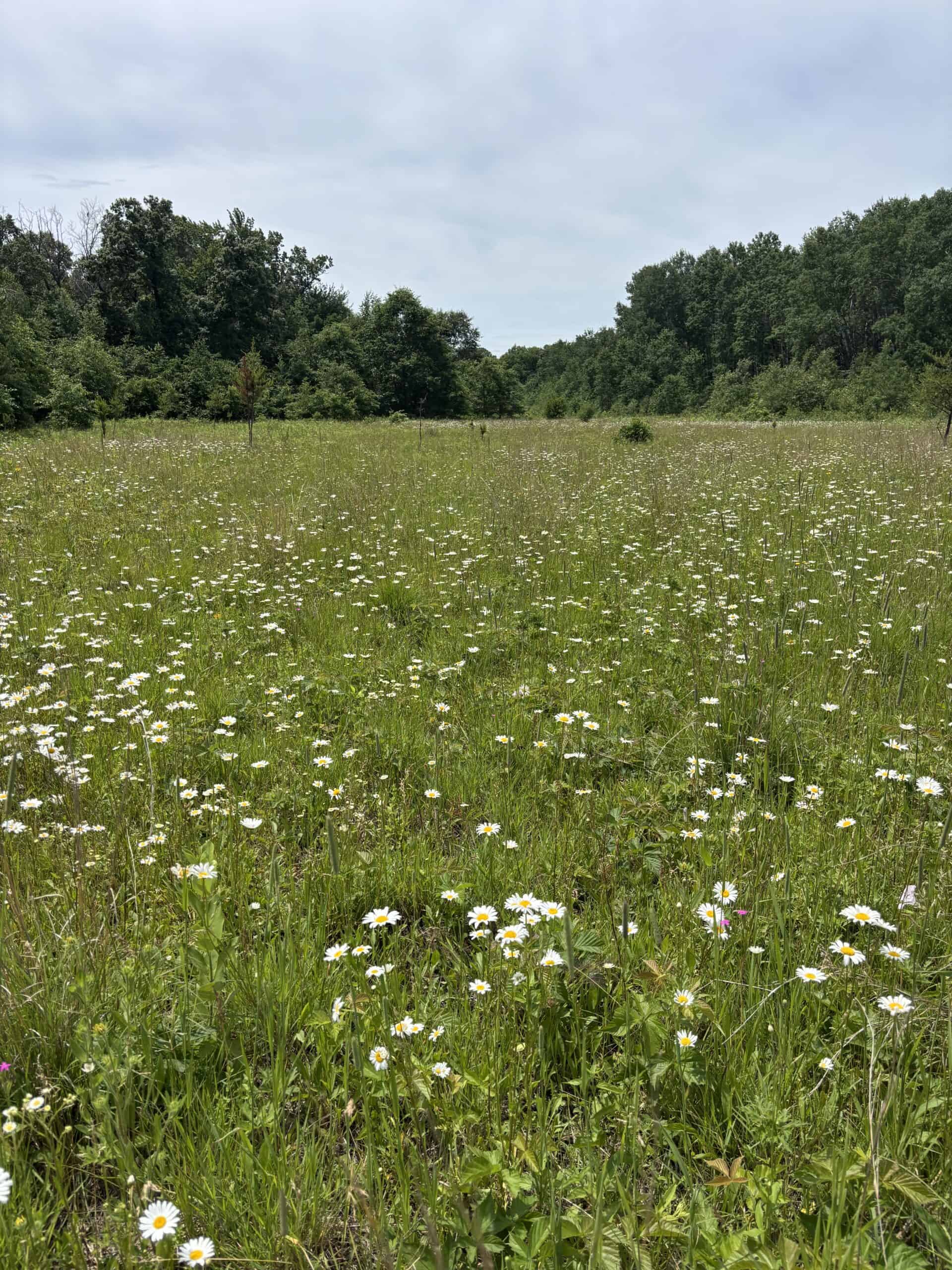68± Acres of Timber, Water & Recreation | Monroe County, Wisconsin