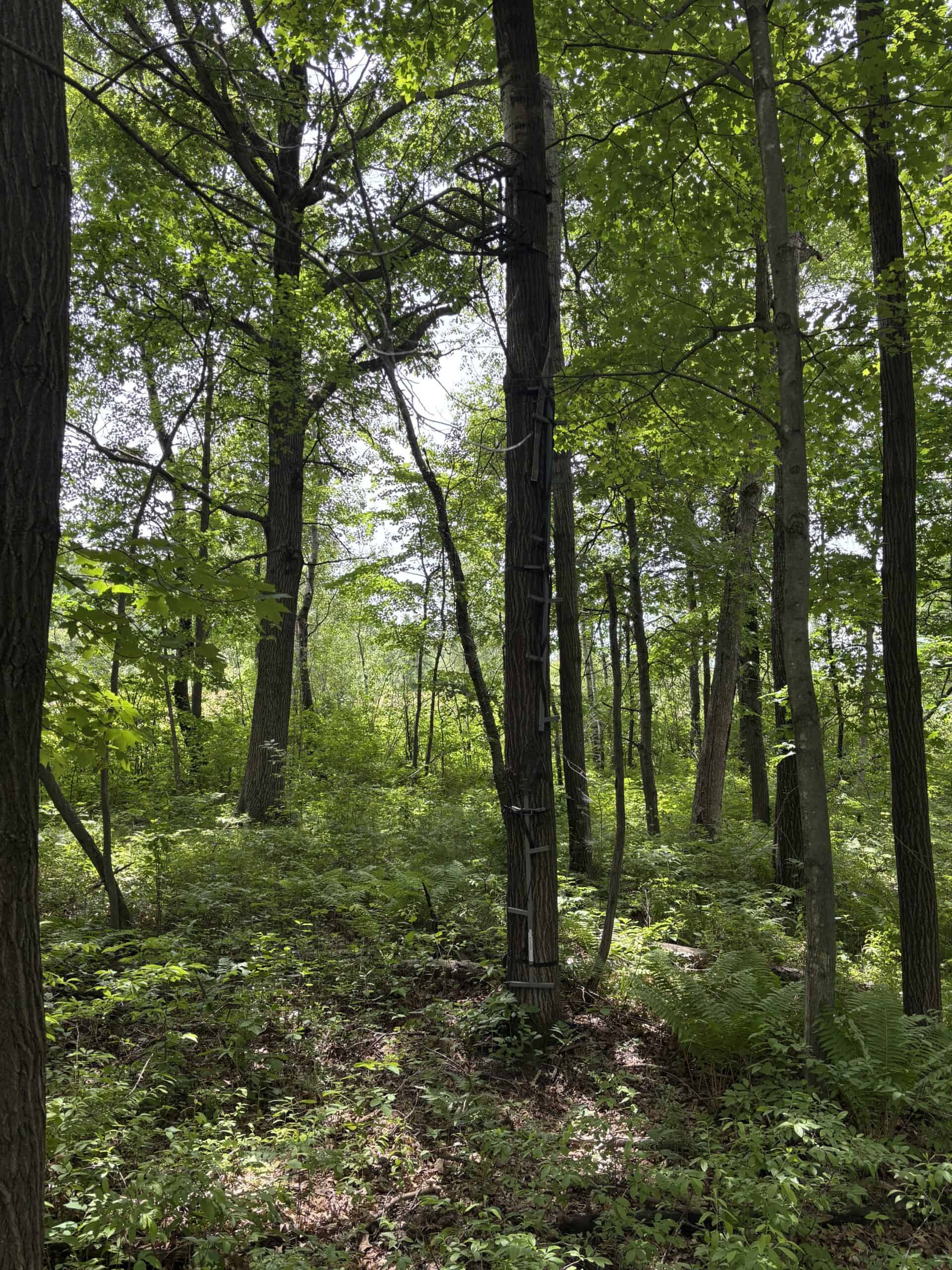 68± Acres of Timber, Water & Recreation | Monroe County, Wisconsin