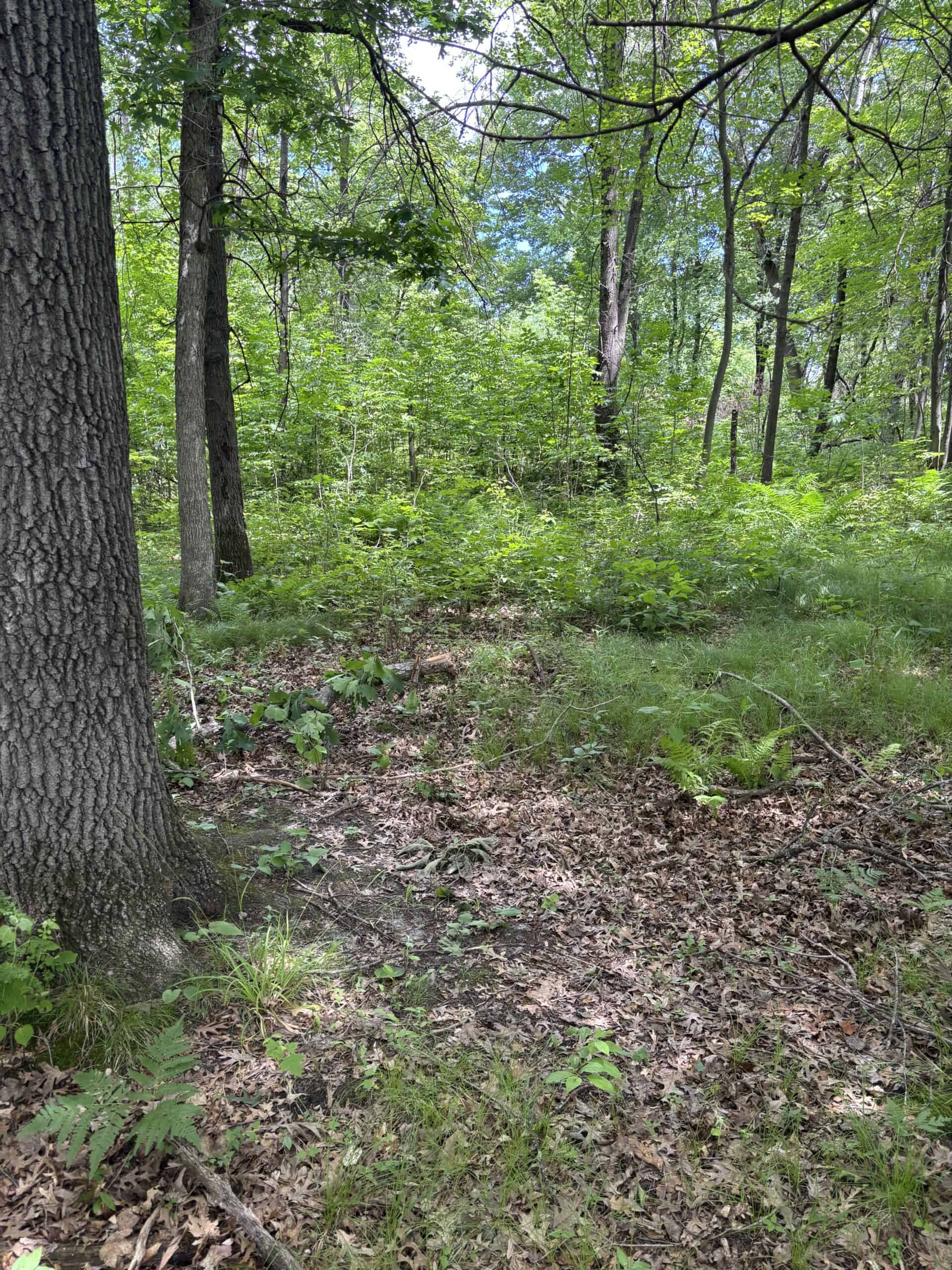 68± Acres of Timber, Water & Recreation | Monroe County, Wisconsin