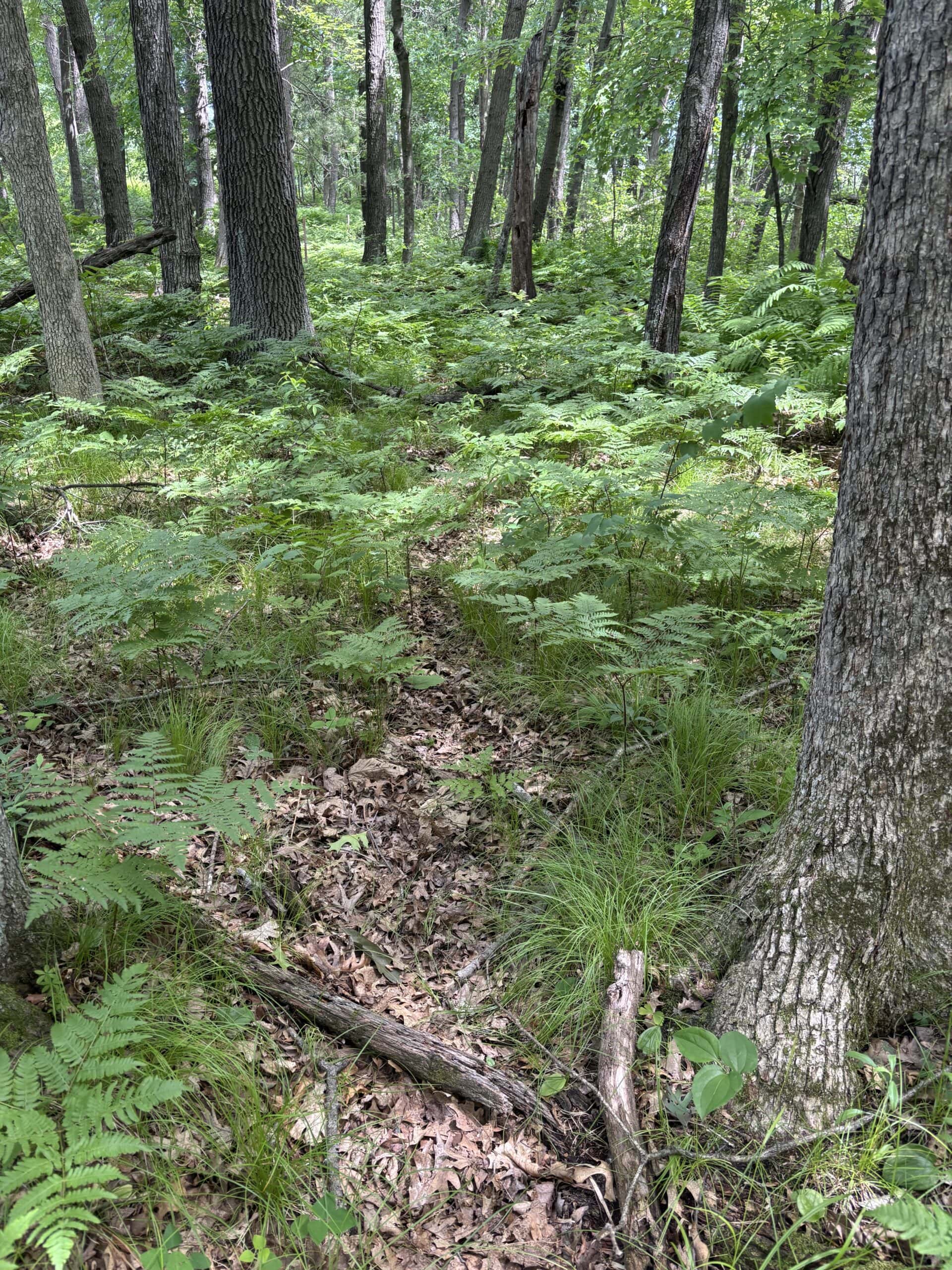 68± Acres of Timber, Water & Recreation | Monroe County, Wisconsin