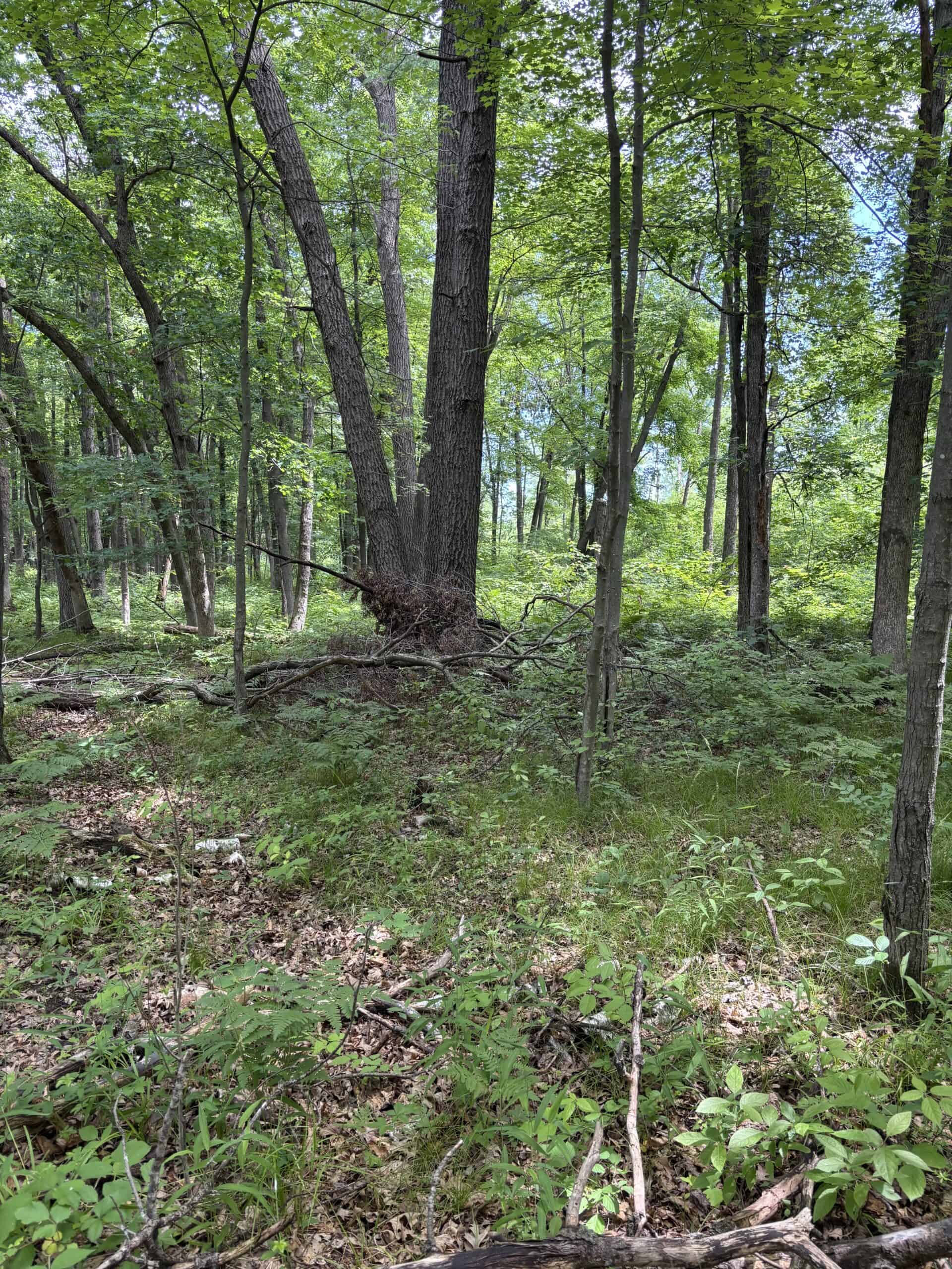 68± Acres of Timber, Water & Recreation | Monroe County, Wisconsin