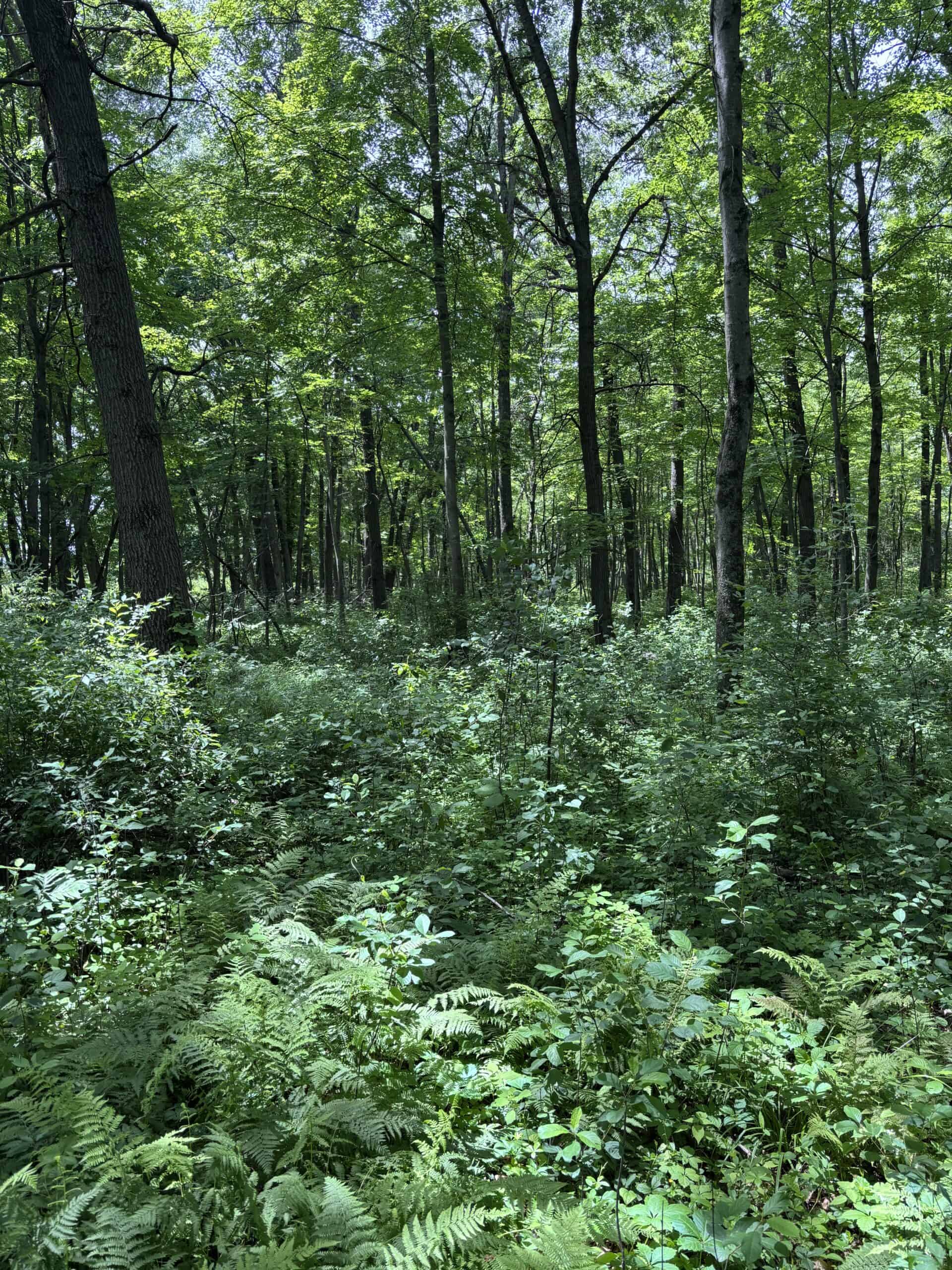 68± Acres of Timber, Water & Recreation | Monroe County, Wisconsin