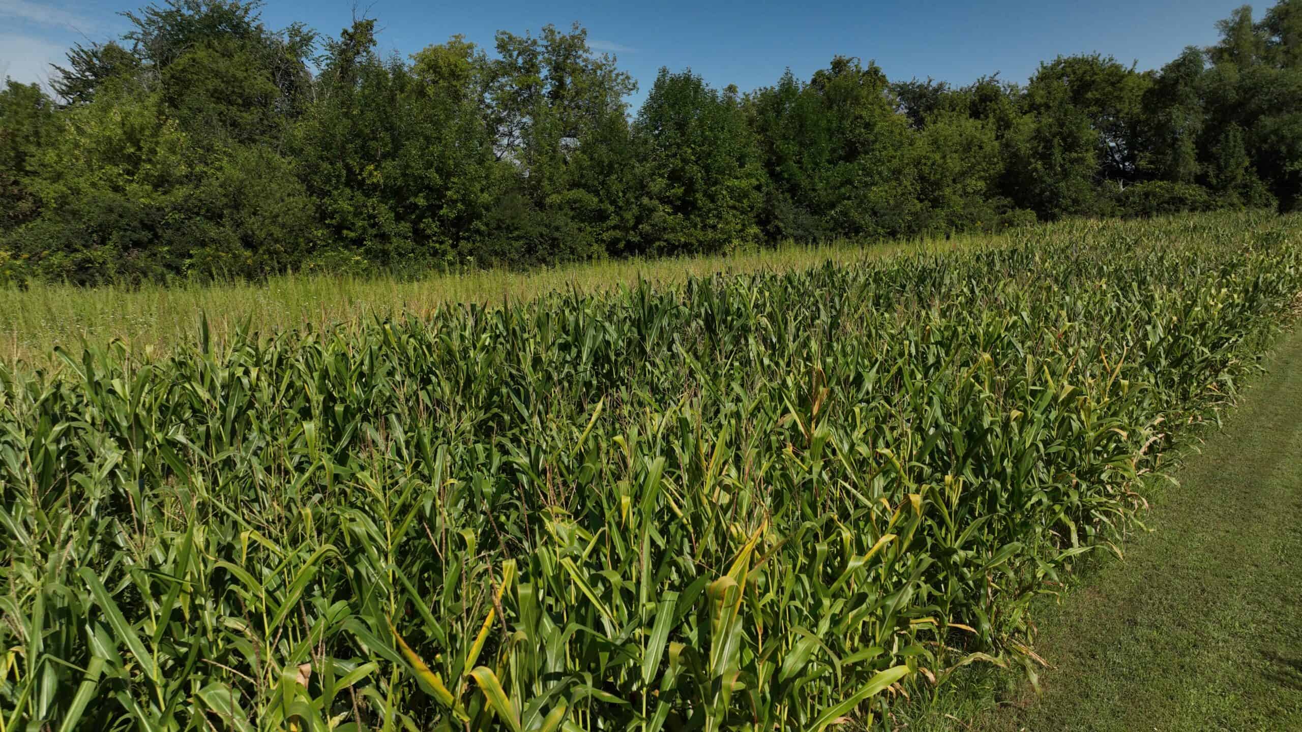 50-Acre Private Fishery & Recreational Estate | Tomah, Wisconsin