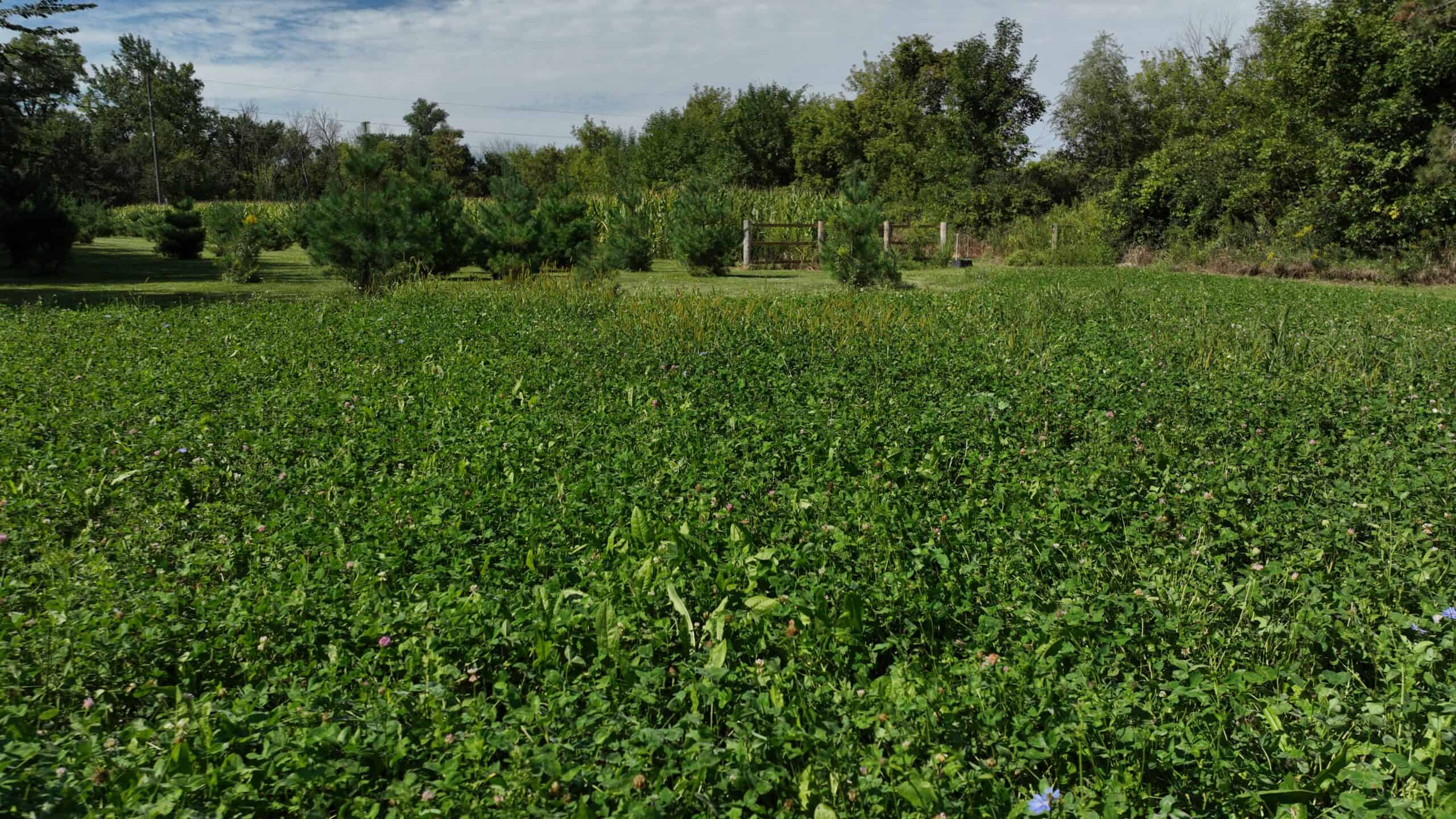 50-Acre Private Fishery & Recreational Estate | Tomah, Wisconsin