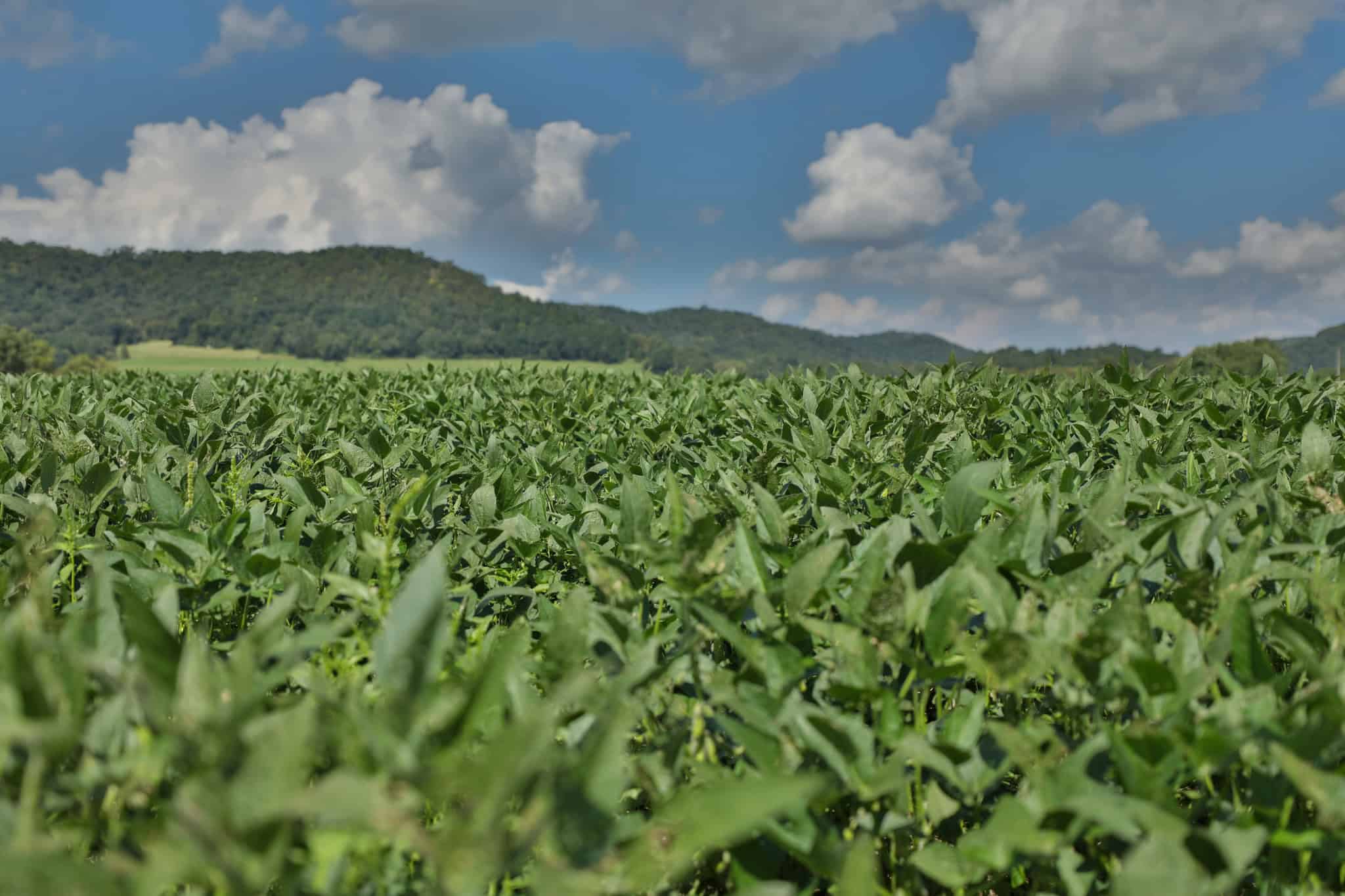 82.66 Acre Driftless Valley Farm with Trout Water Near Coon Valley, Wisconsin