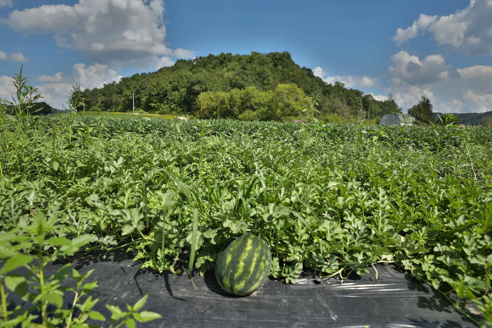 82.66 Acre Driftless Valley Farm with Trout Water Near Coon Valley, Wisconsin