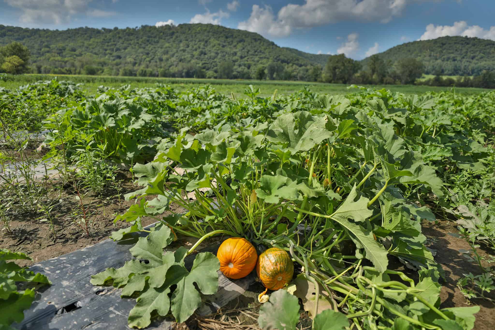 82.66 Acre Driftless Valley Farm with Trout Water Near Coon Valley, Wisconsin