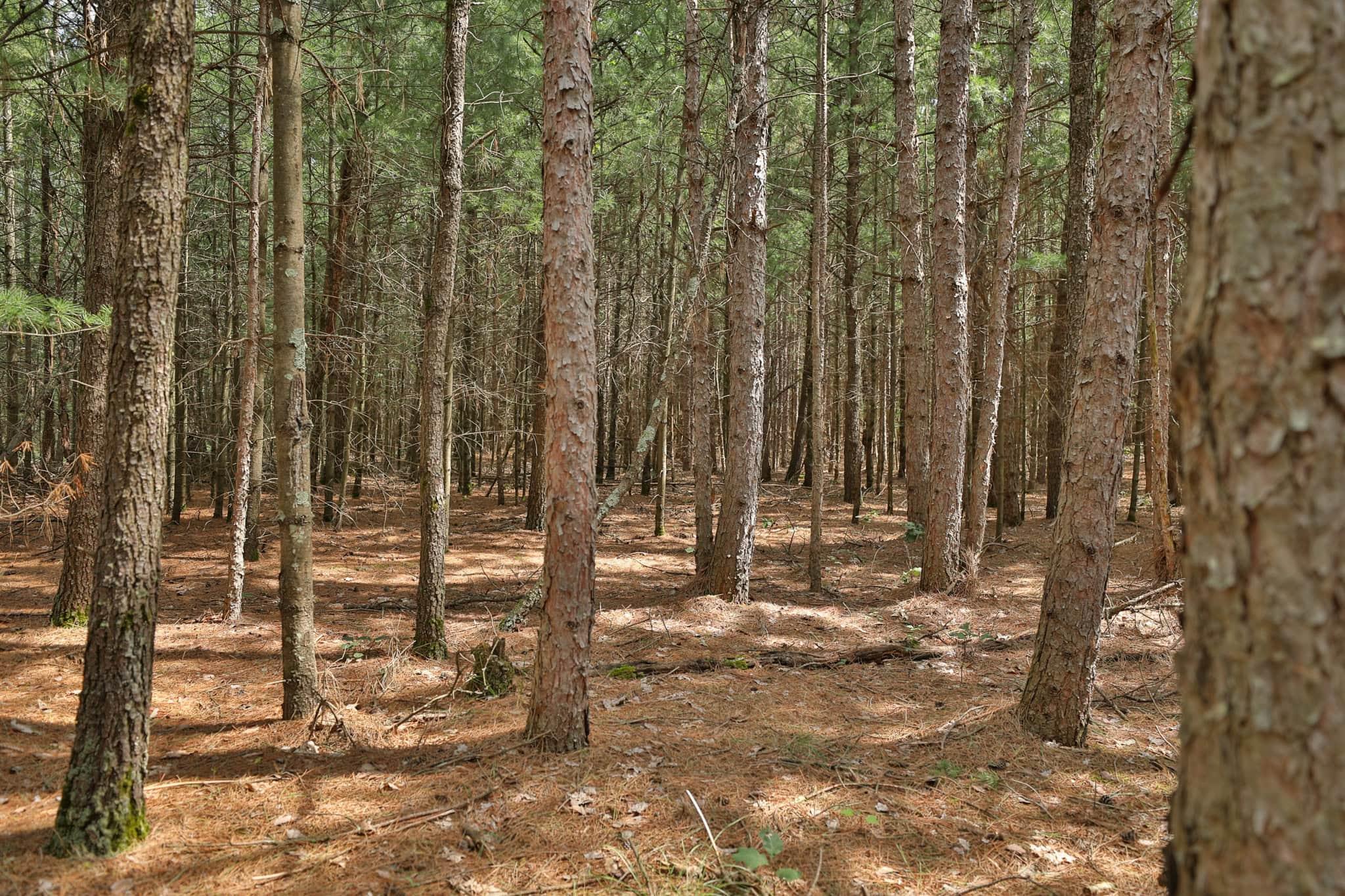 39.70± Acres of Hunting & Recreational Land Near Wisconsin Dells | Adams County, WI