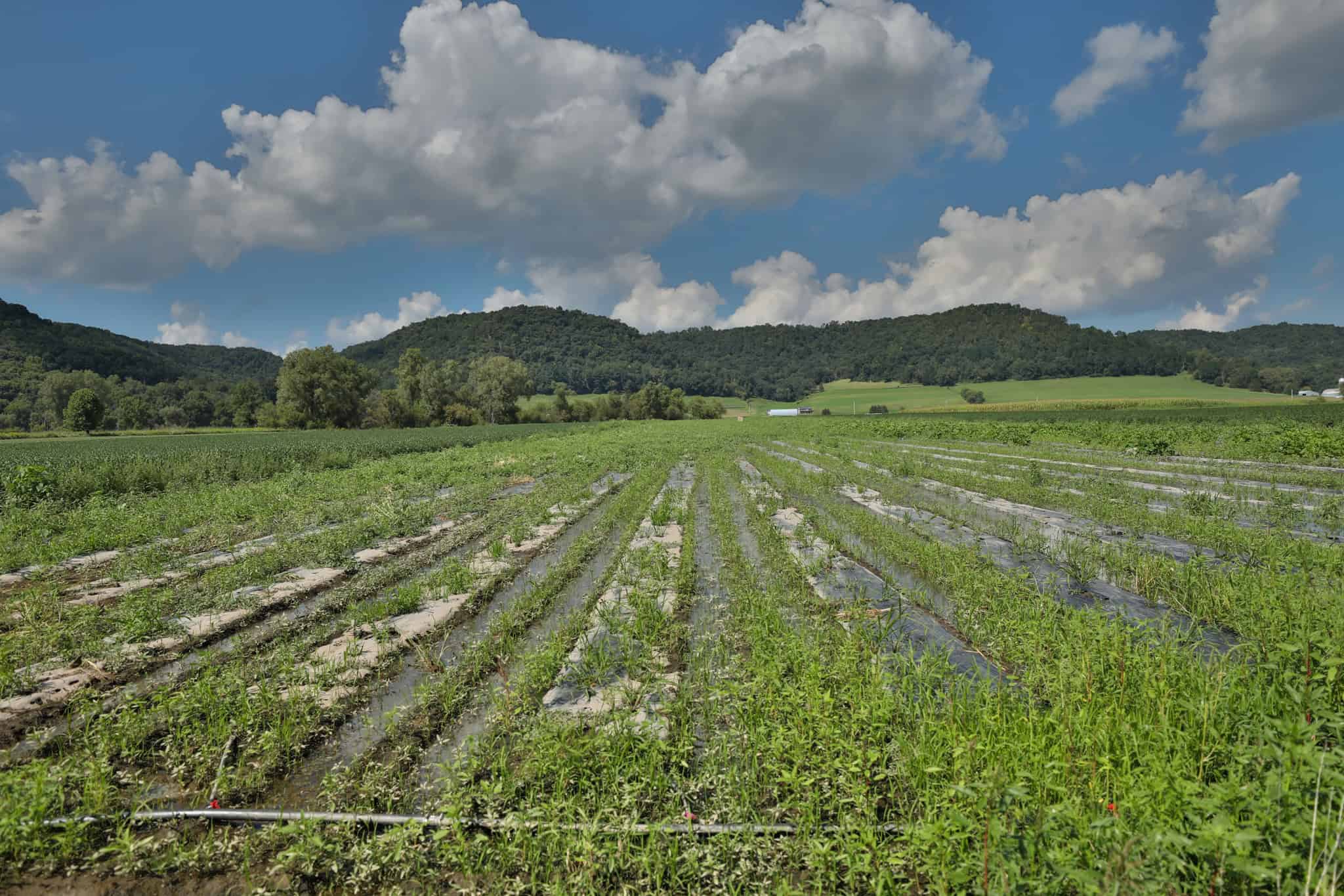 82.66 Acre Driftless Valley Farm with Trout Water Near Coon Valley, Wisconsin
