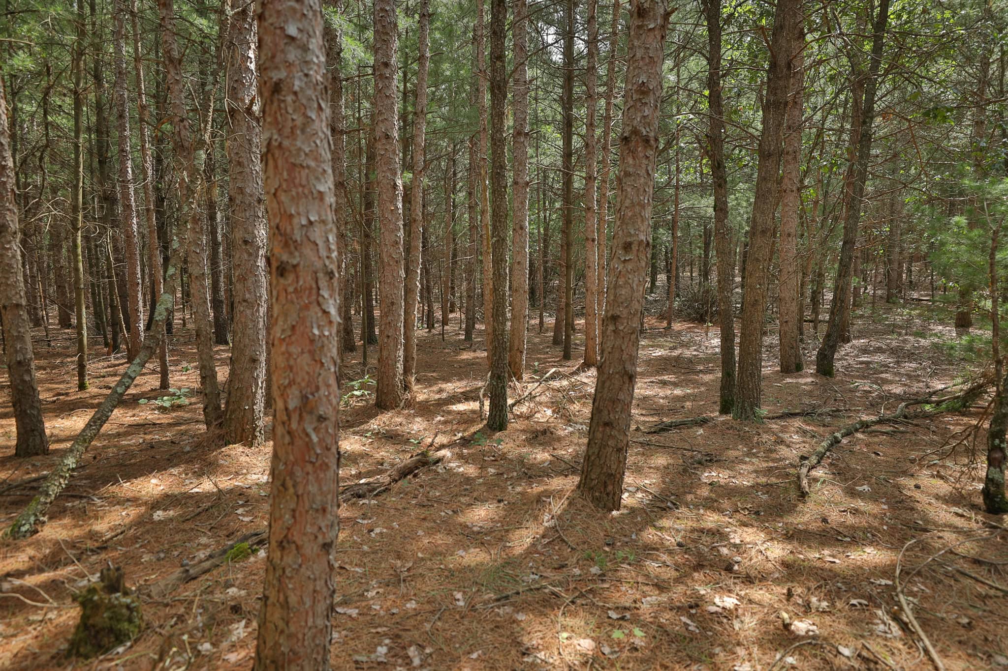 39.70± Acres of Hunting & Recreational Land Near Wisconsin Dells | Adams County, WI