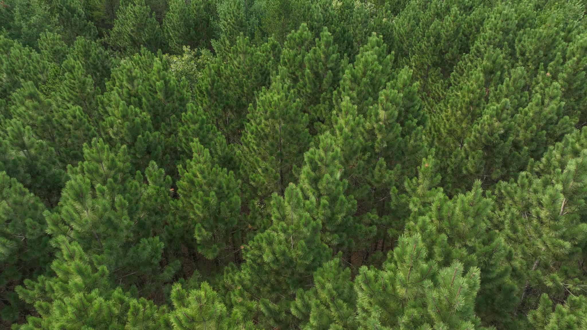 39.70± Acres of Hunting & Recreational Land Near Wisconsin Dells | Adams County, WI