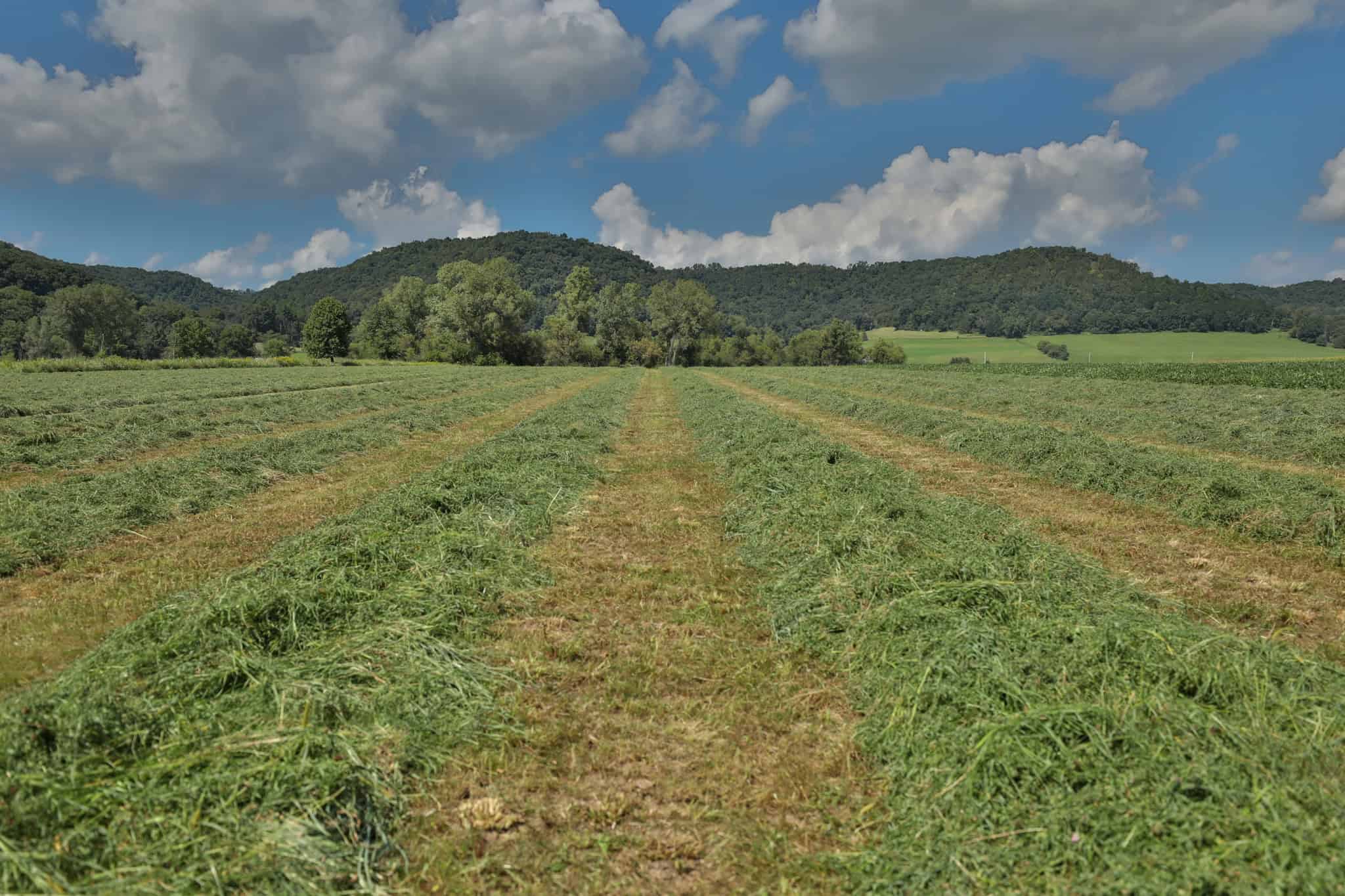 82.66 Acre Driftless Valley Farm with Trout Water Near Coon Valley, Wisconsin