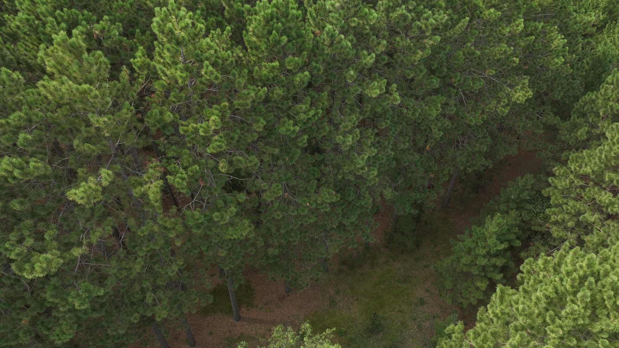 39.70± Acres of Hunting & Recreational Land Near Wisconsin Dells | Adams County, WI