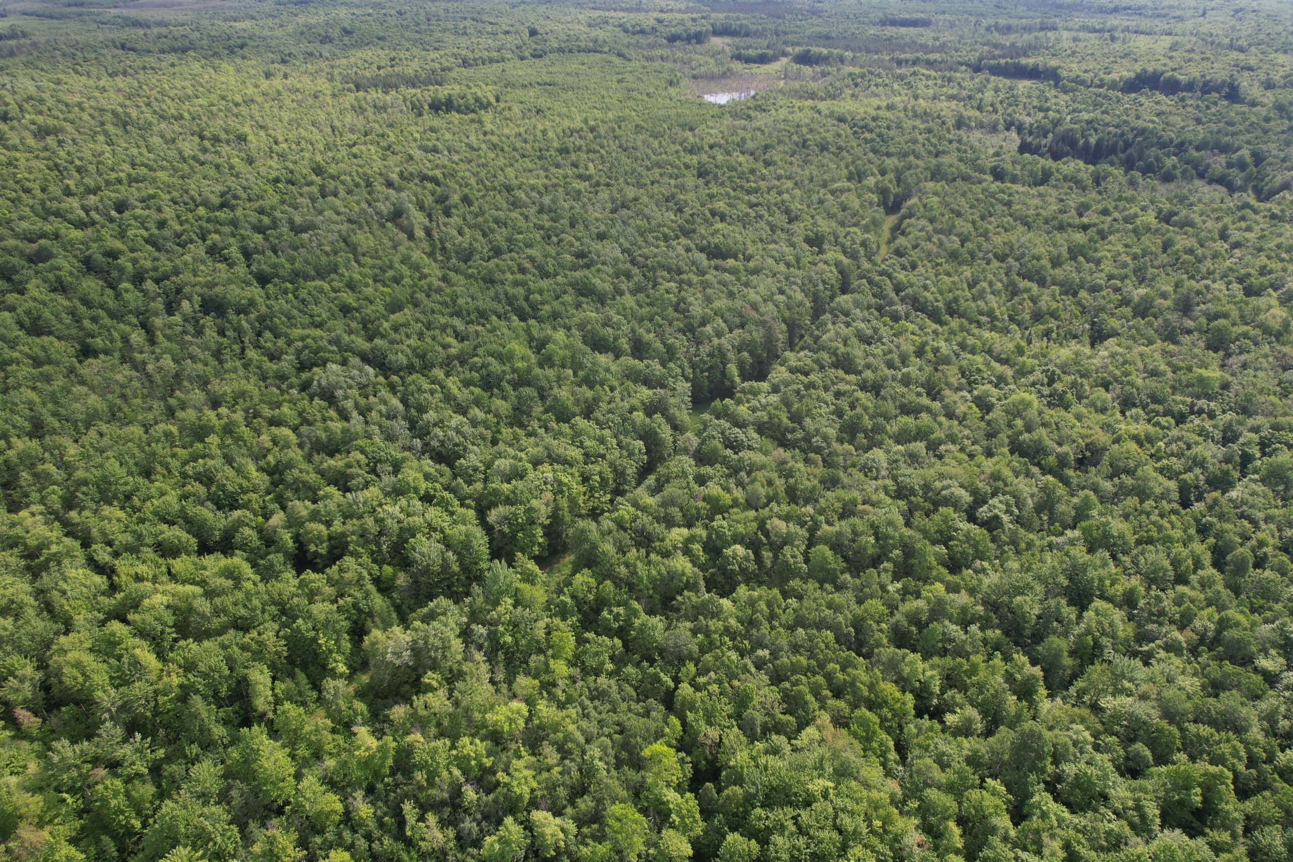 120 ± Acres Bordering Chequamegon National Forest, WI