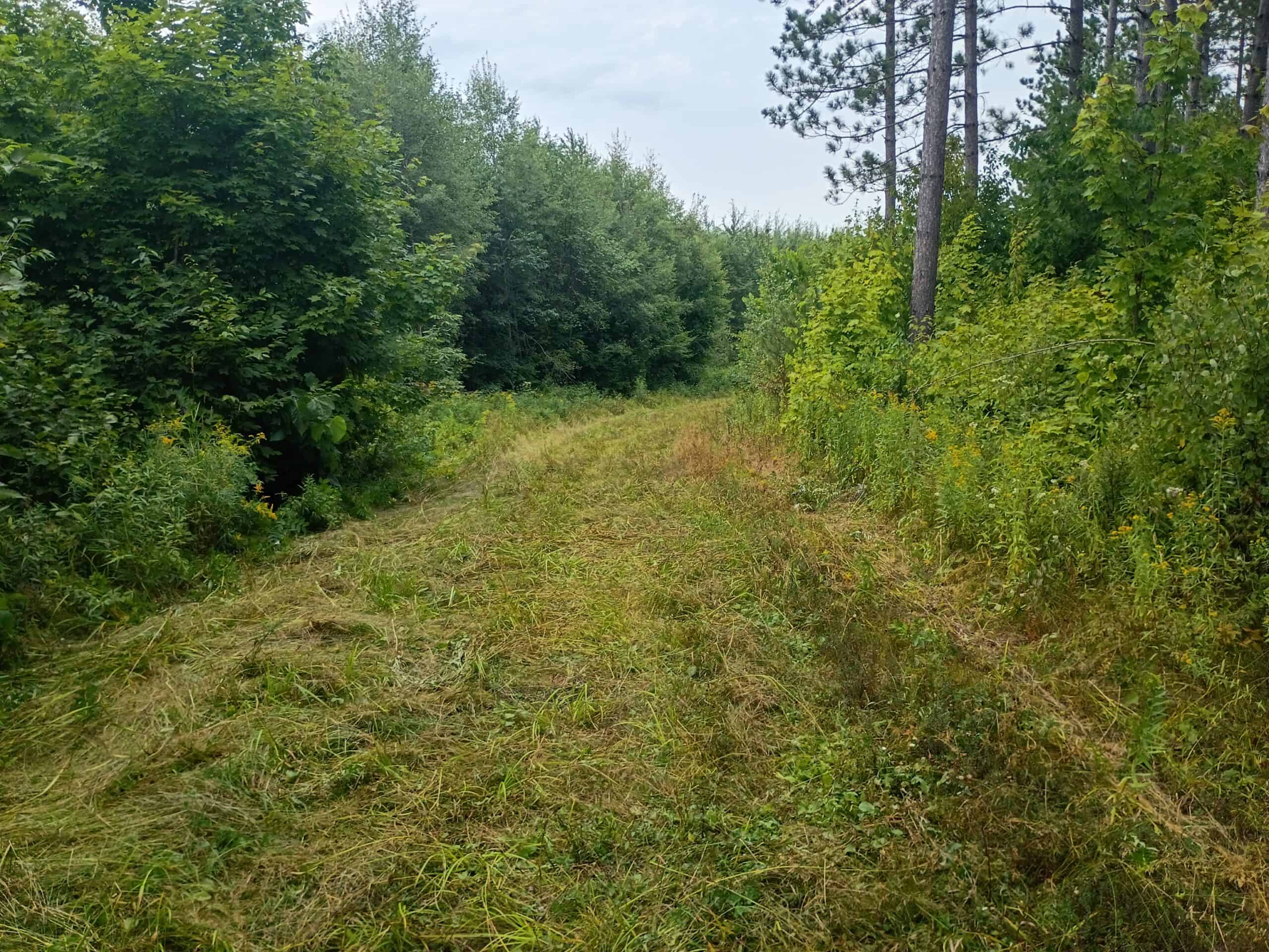 280 ± Acres Near Butternut Lake, WI Recreational Land