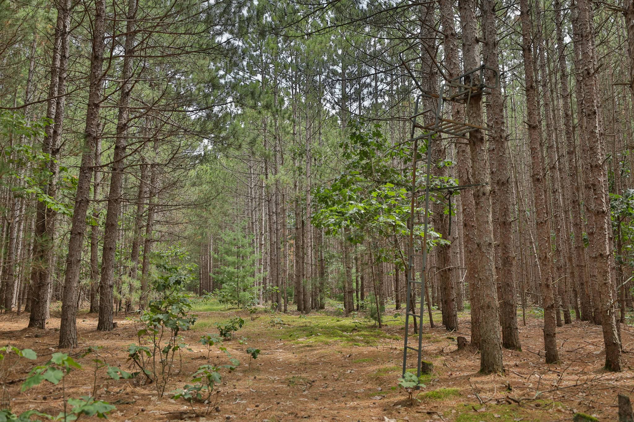39.70± Acres of Hunting & Recreational Land Near Wisconsin Dells | Adams County, WI
