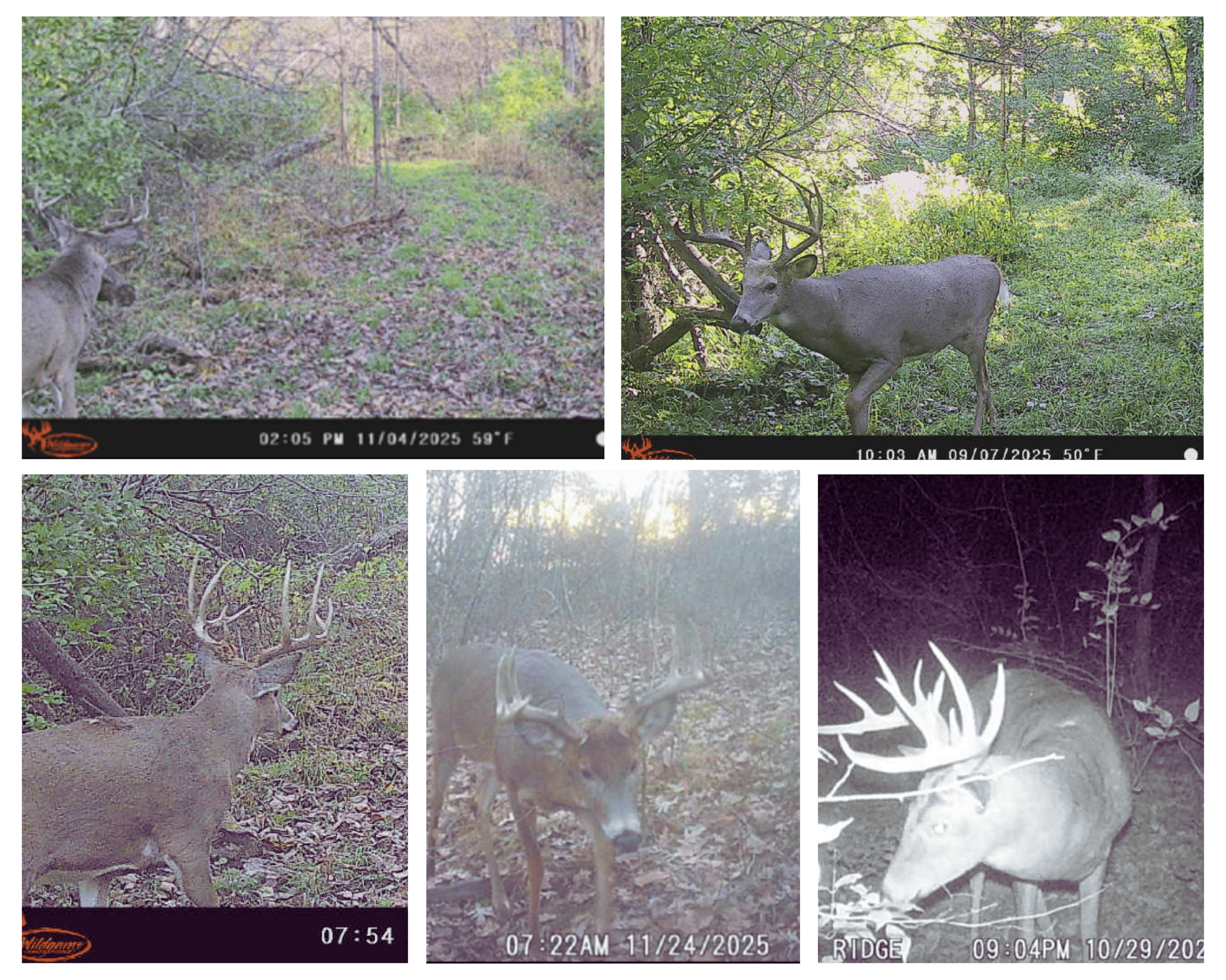 35-Acre Southwest Wisconsin Hunting Camp with Proven Whitetail History, Hardwood Ridges & Turnkey Game-Care Setup