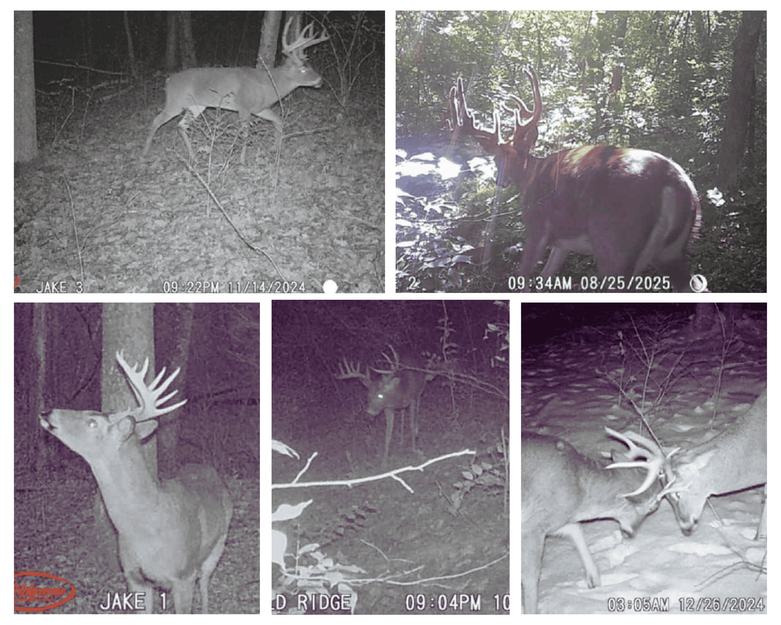 35-Acre Southwest Wisconsin Hunting Camp with Proven Whitetail History, Hardwood Ridges & Turnkey Game-Care Setup