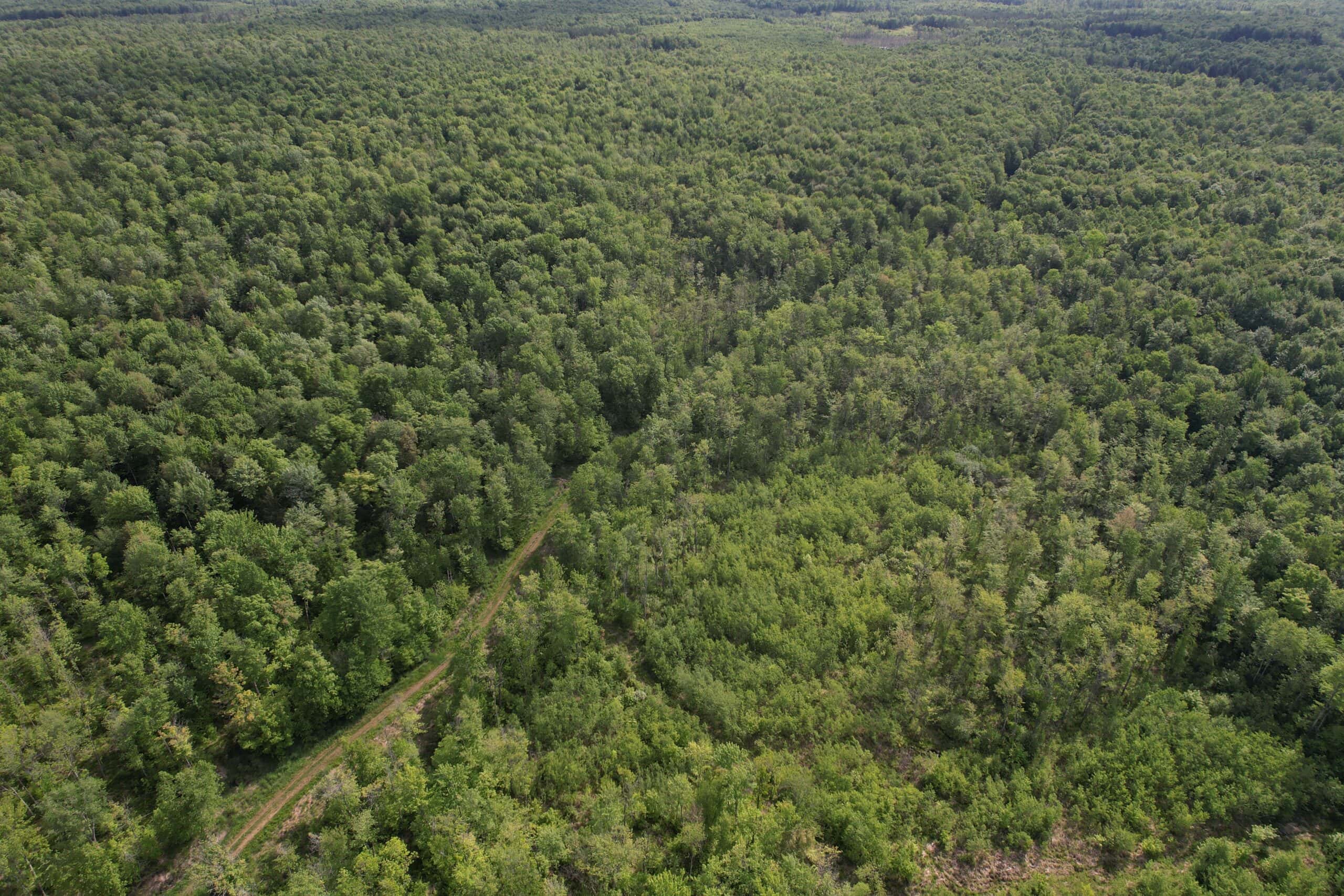 120 ± Acres Bordering Chequamegon National Forest, WI
