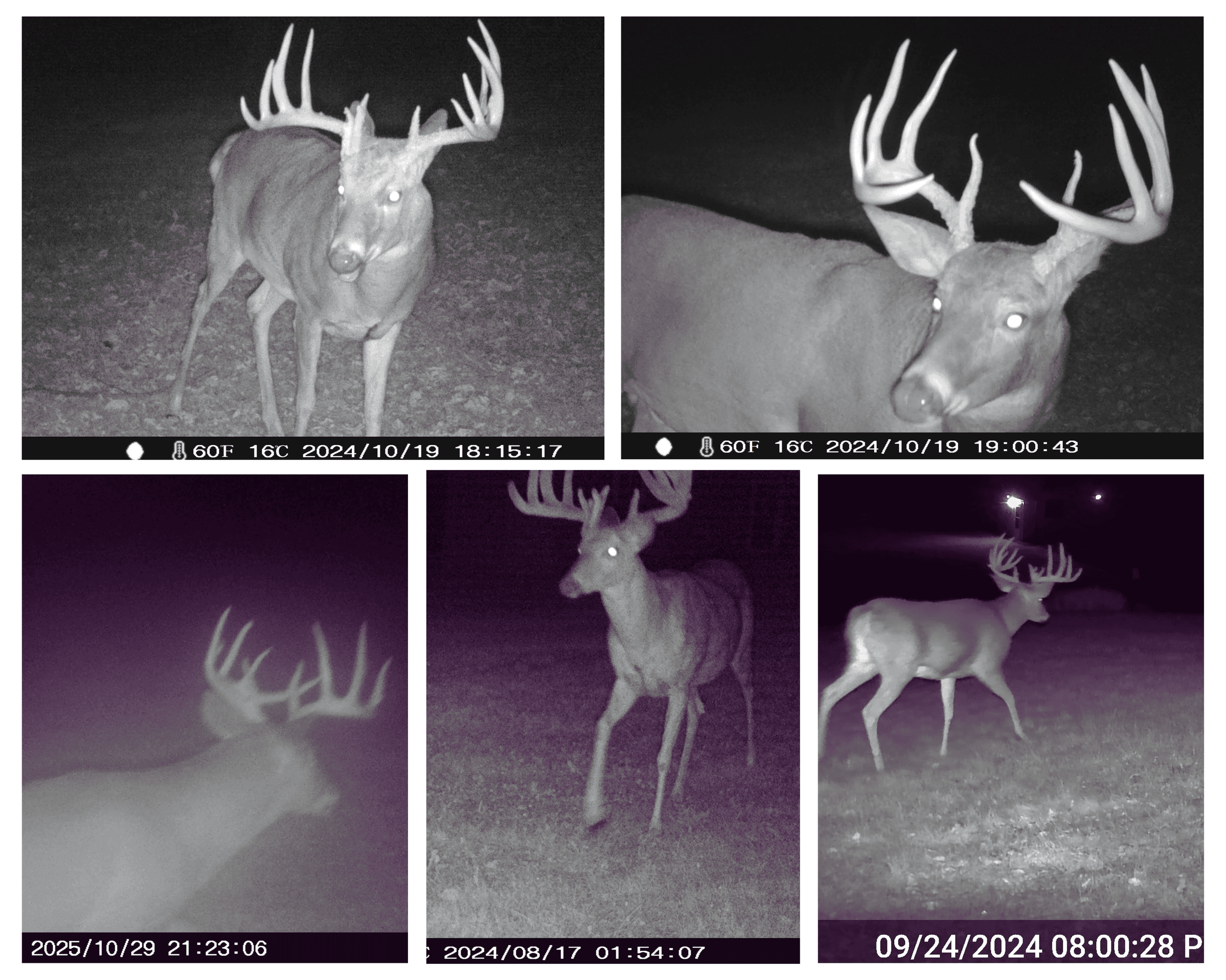 Mississippi River Valley Legacy Retreat | 42 Acres of Seclusion, Hunting & Driftless Beauty Near Genoa, Wisconsin