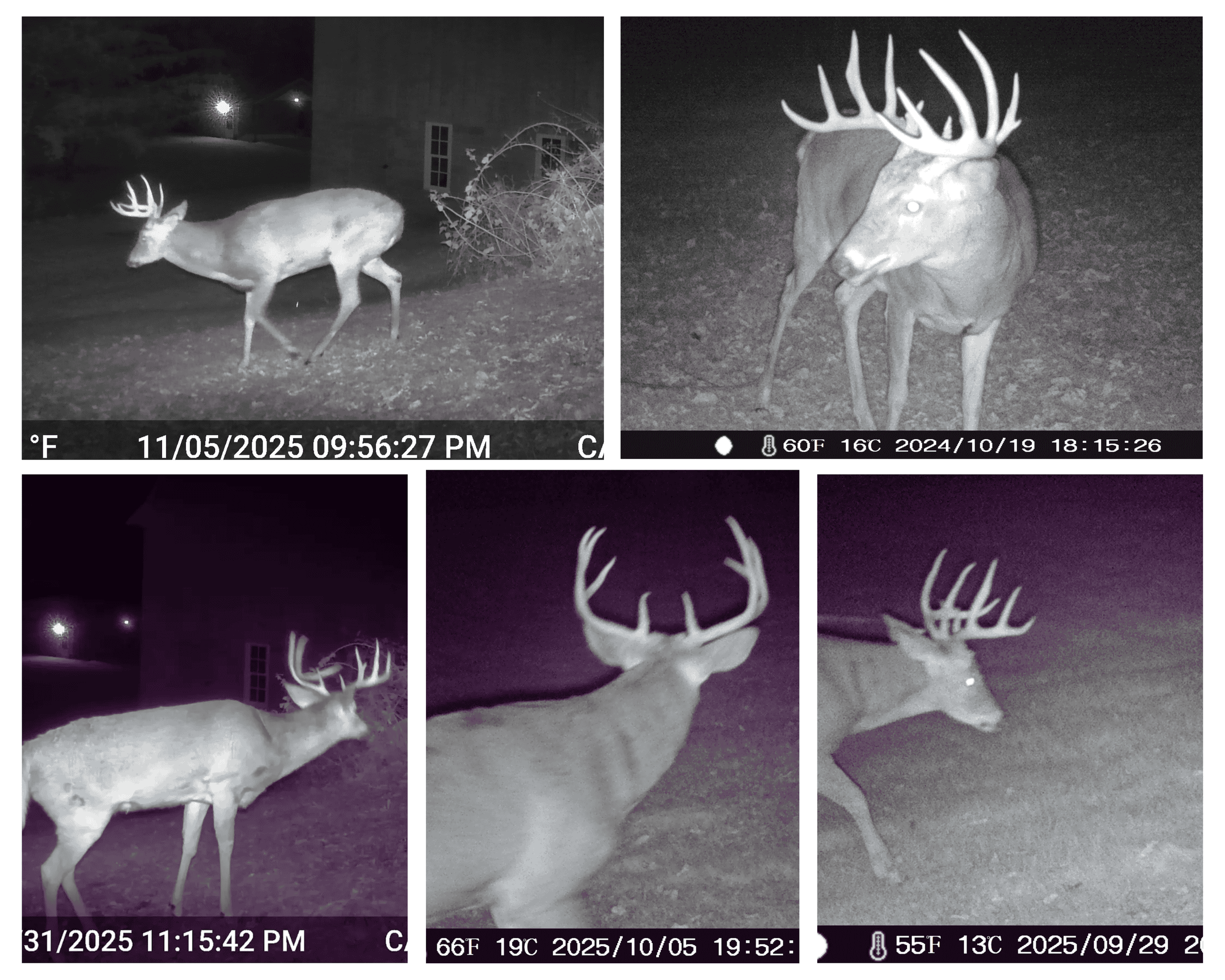 Mississippi River Valley Legacy Retreat | 42 Acres of Seclusion, Hunting & Driftless Beauty Near Genoa, Wisconsin