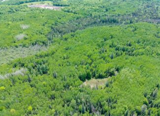 74.4 ± Acres of Hardwood Timber & Hunting Land in Glidden, WI