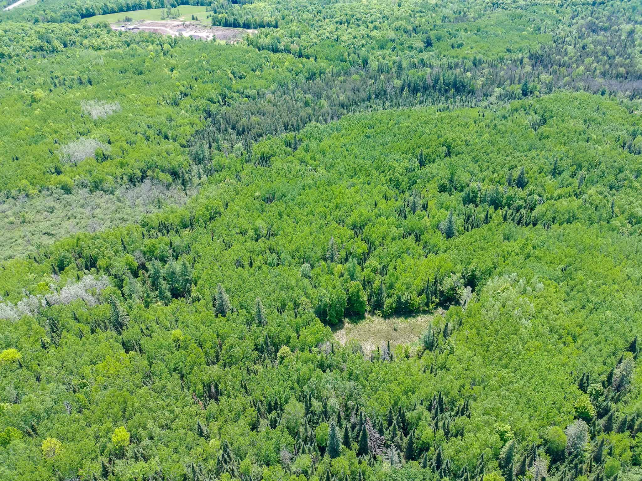 74.4 ± Acres of Hardwood Timber & Hunting Land in Glidden, WI