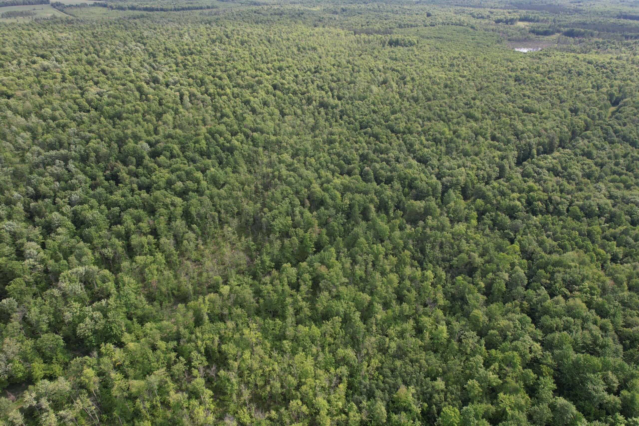120 ± Acres Bordering Chequamegon National Forest, WI