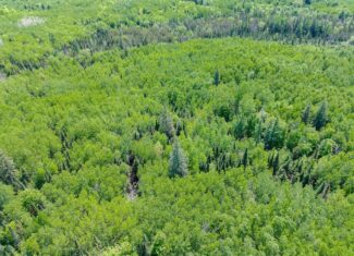 55 Acres With HWY Frontage & Whitetail Hunting Near Park Falls WI