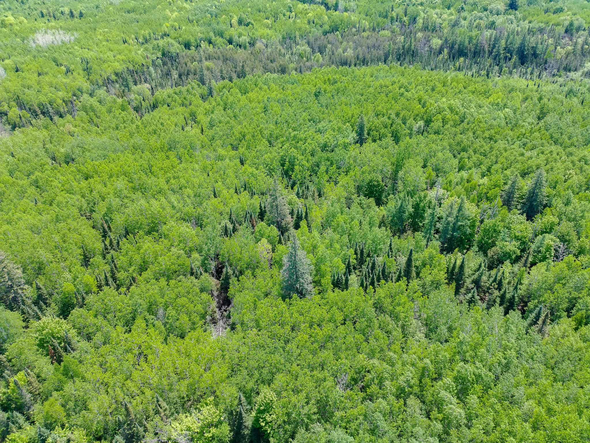55 Acres With HWY Frontage & Whitetail Hunting Near Park Falls WI