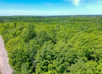74.4 ± Acres of Hardwood Timber & Hunting Land in Glidden, WI