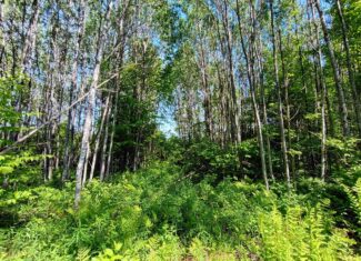 55 Acres With HWY Frontage & Whitetail Hunting Near Park Falls WI