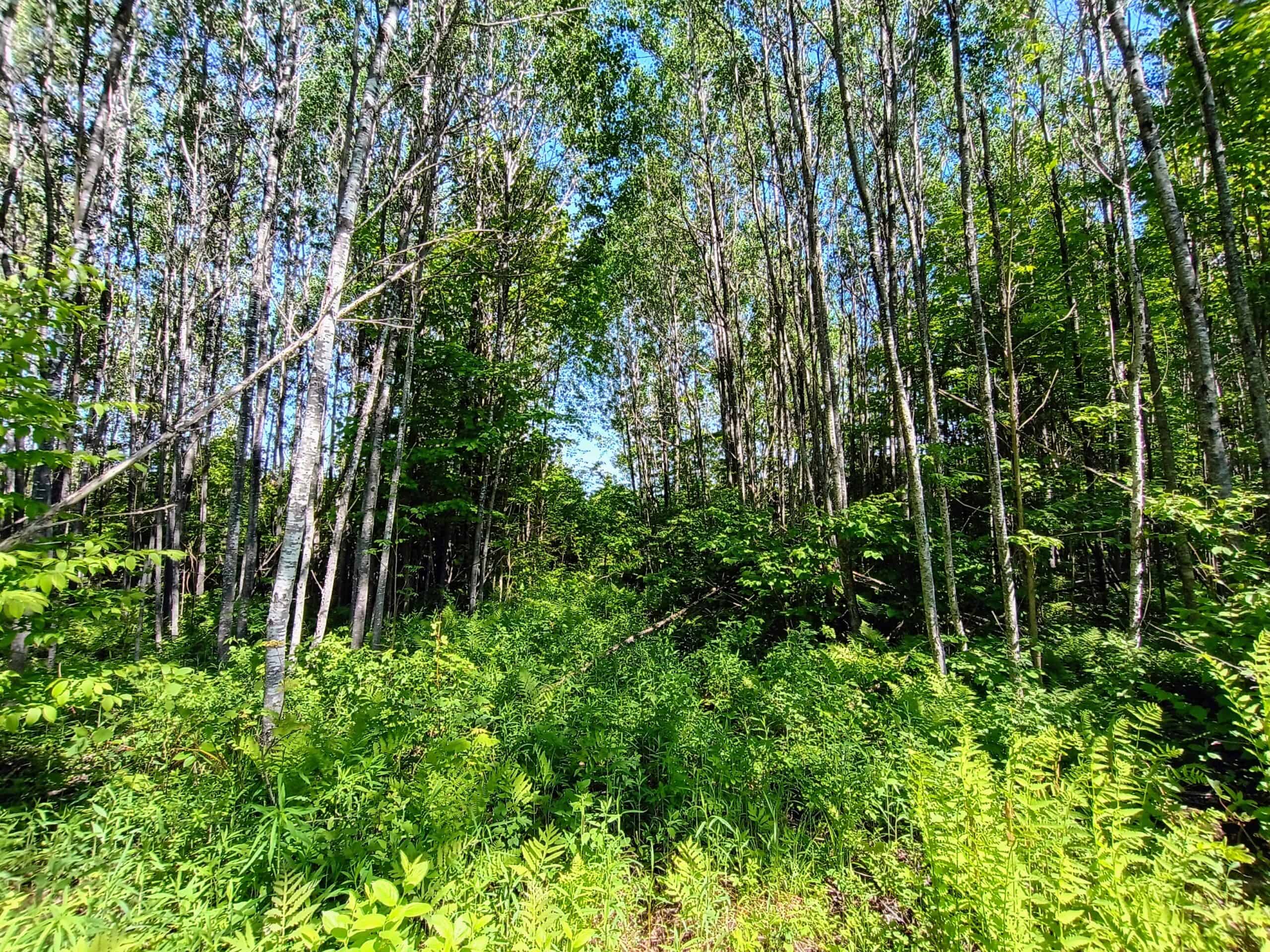 55 Acres With HWY Frontage & Whitetail Hunting Near Park Falls WI