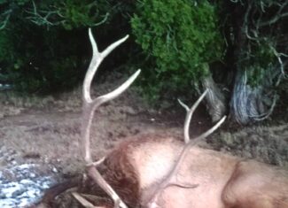 Colorado Big Game Outfitting Business For Sale
