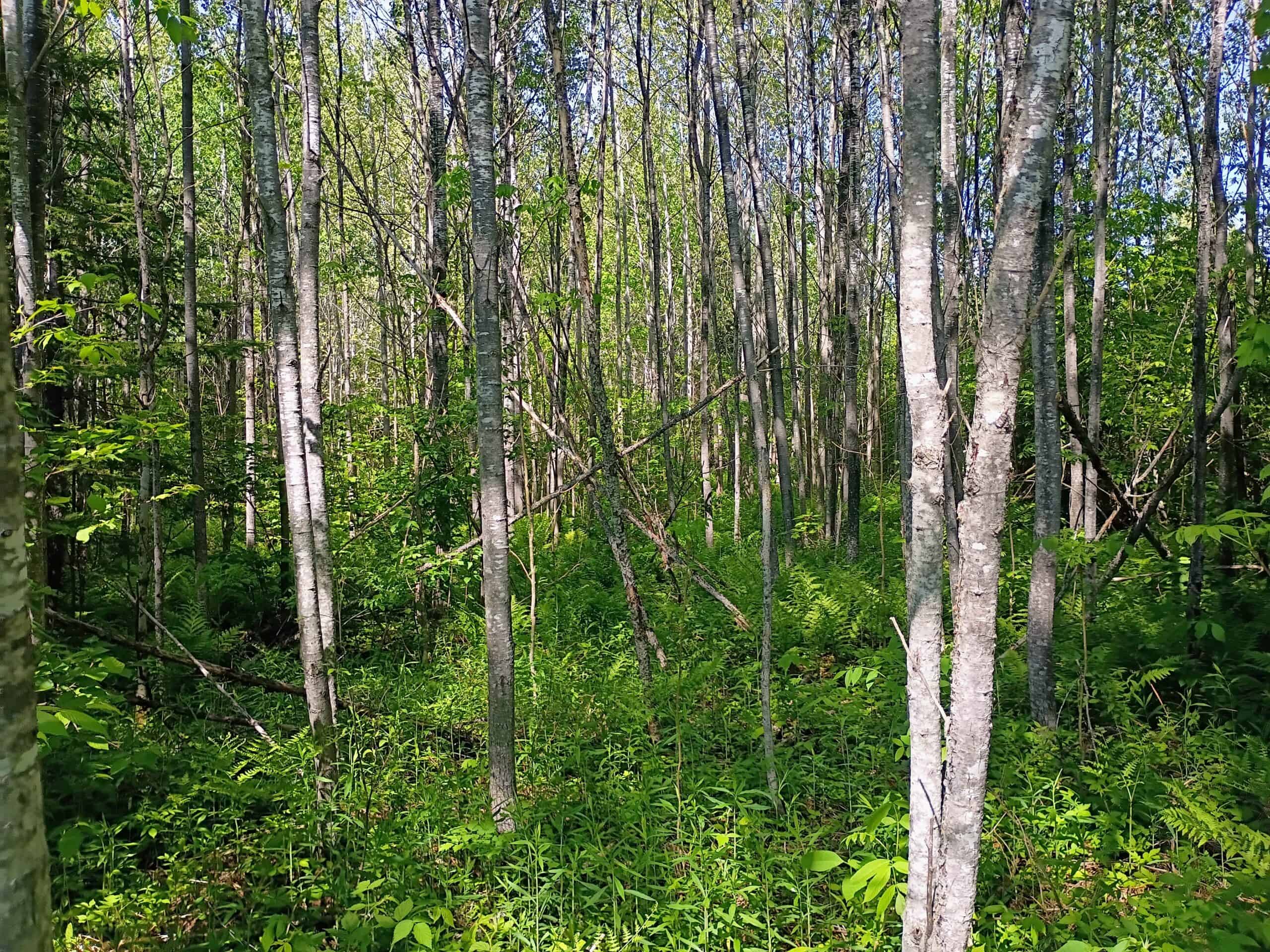 55 Acres With HWY Frontage & Whitetail Hunting Near Park Falls WI