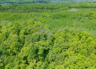 74.4 ± Acres of Hardwood Timber & Hunting Land in Glidden, WI