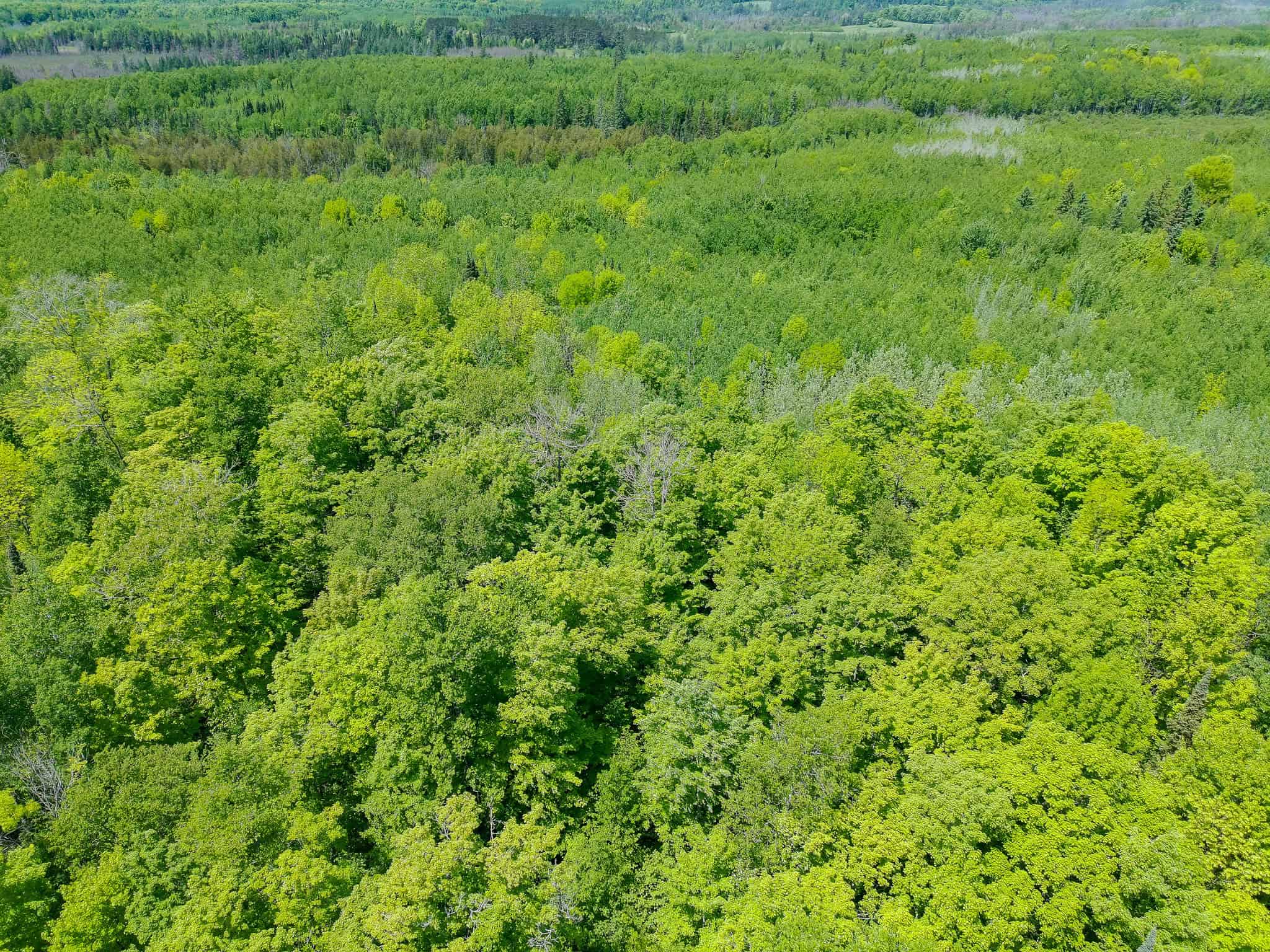 74.4 ± Acres of Hardwood Timber & Hunting Land in Glidden, WI