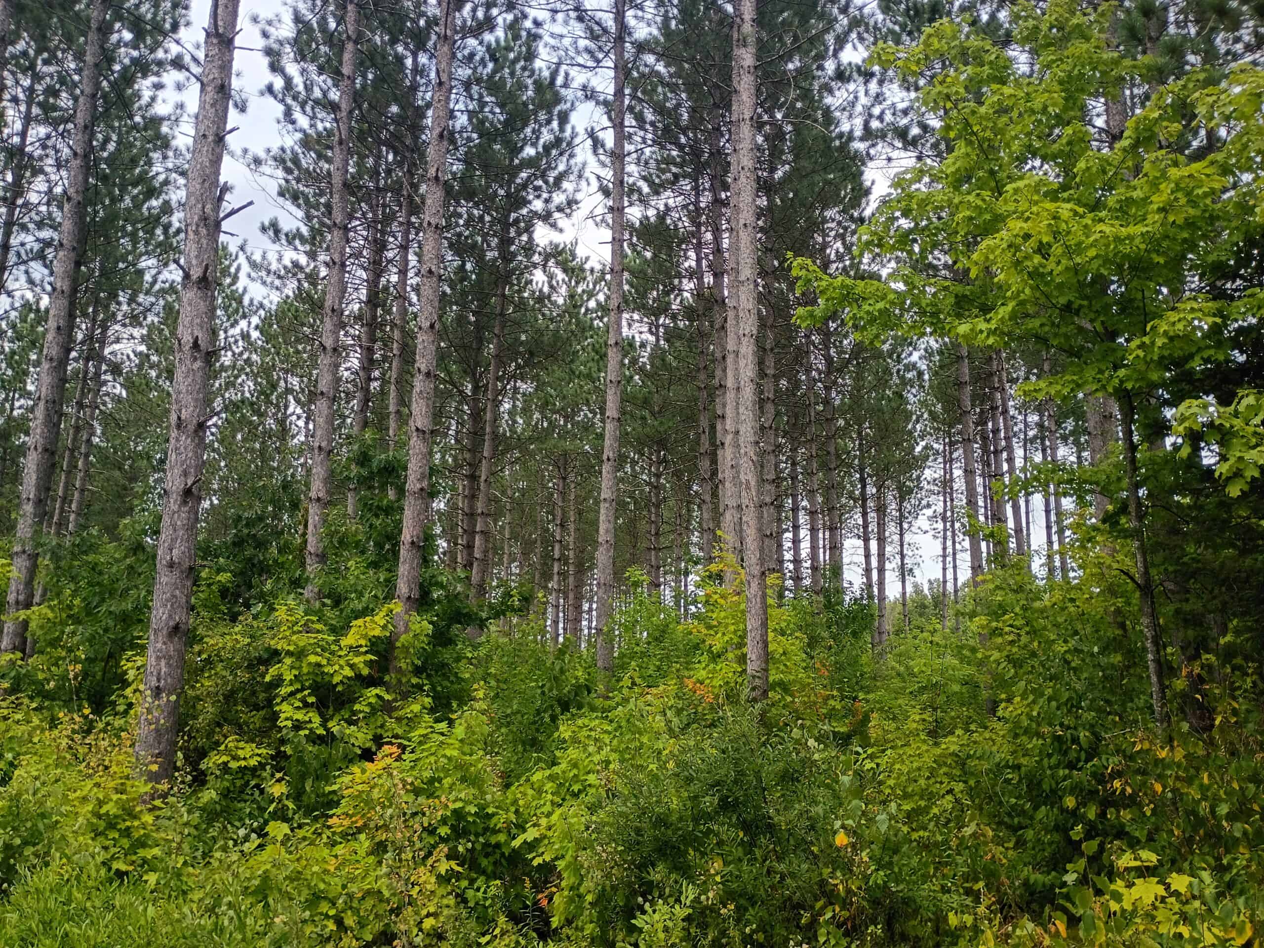 280 ± Acres Near Butternut Lake, WI Recreational Land