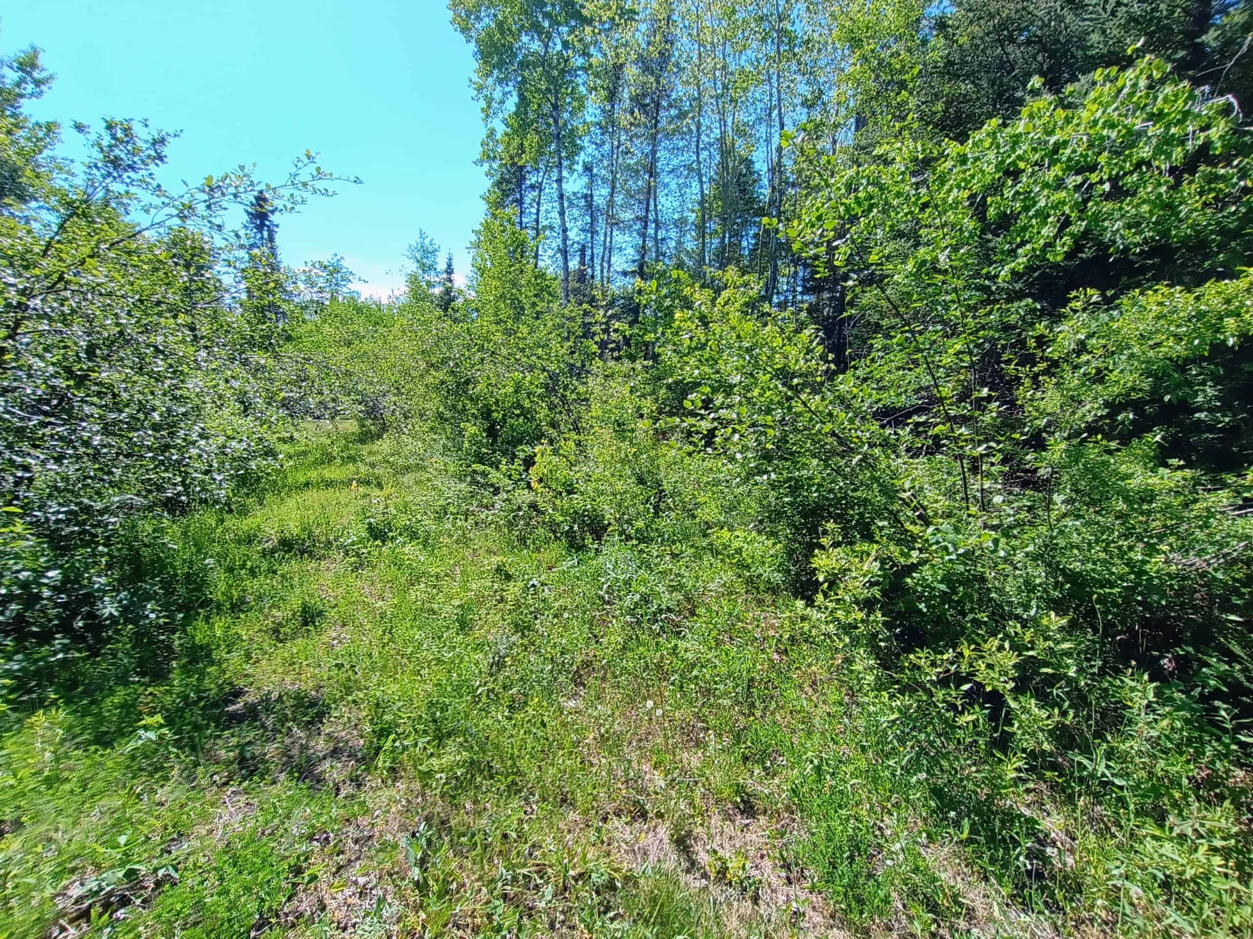 55 Acres With HWY Frontage & Whitetail Hunting Near Park Falls WI